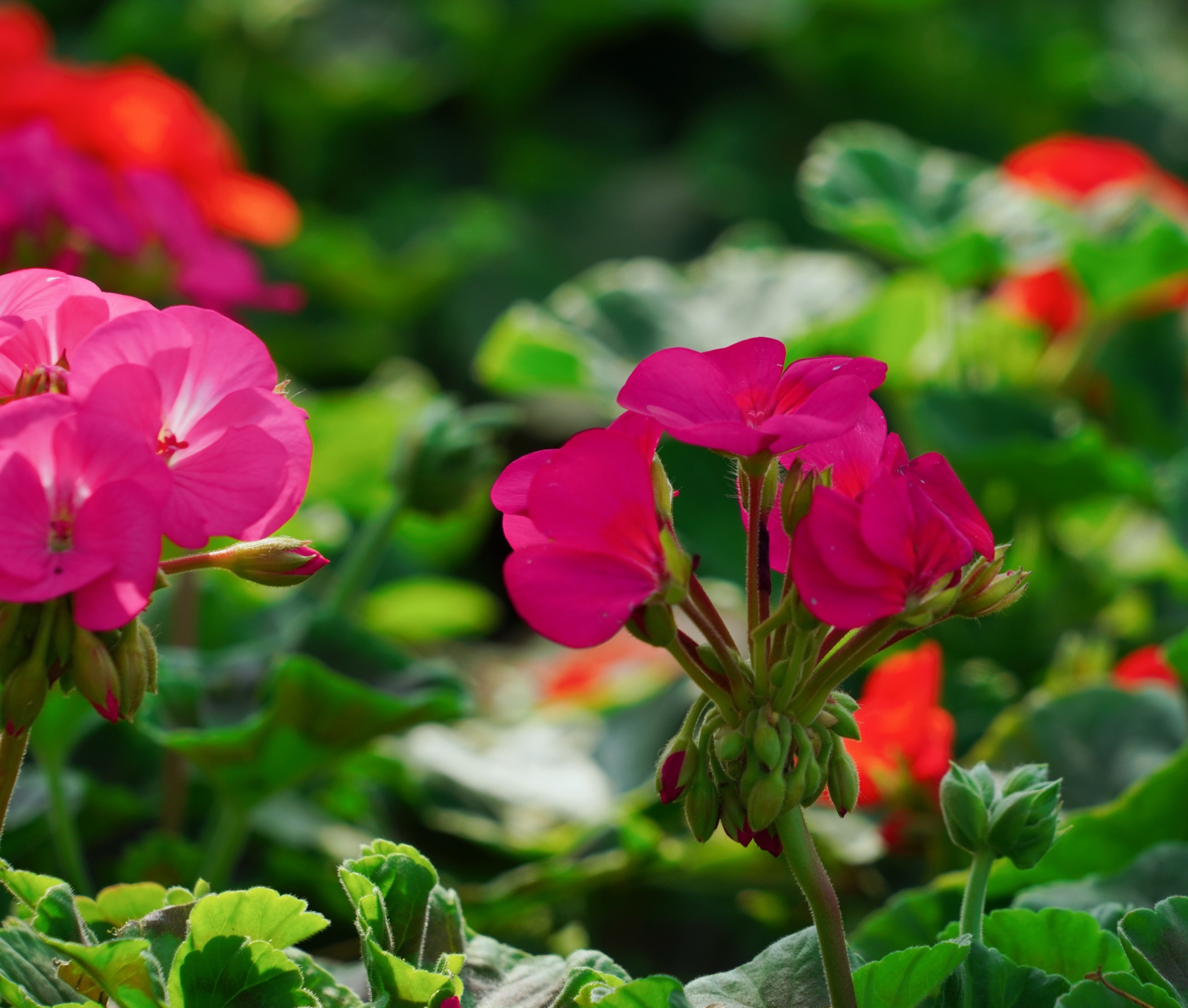 原创首发幸福的天竺葵