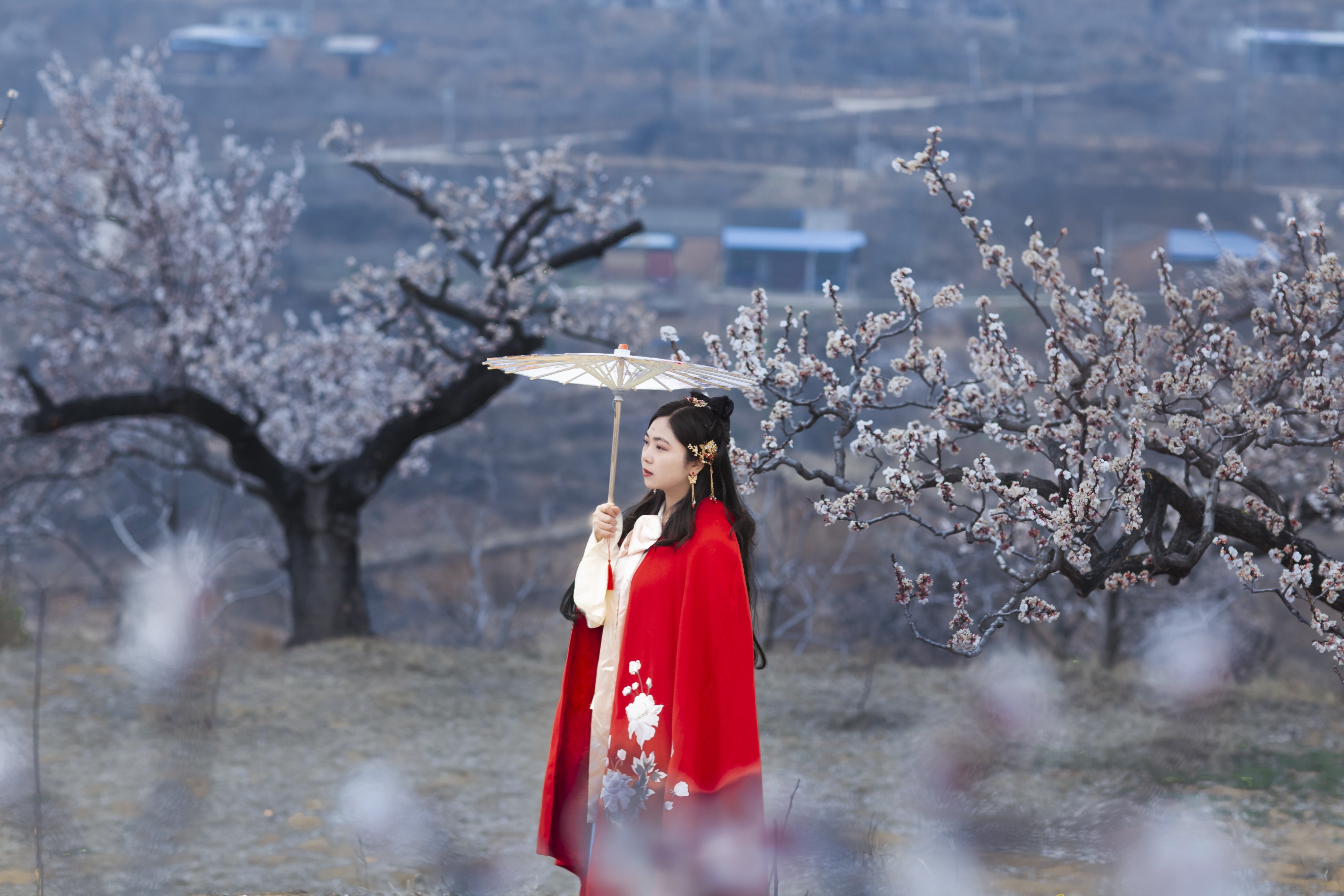 满园杏花彩云飘,花朵洁白风拂摇.粉红镶嵌胭脂晕,淡雅清香醉人娇.