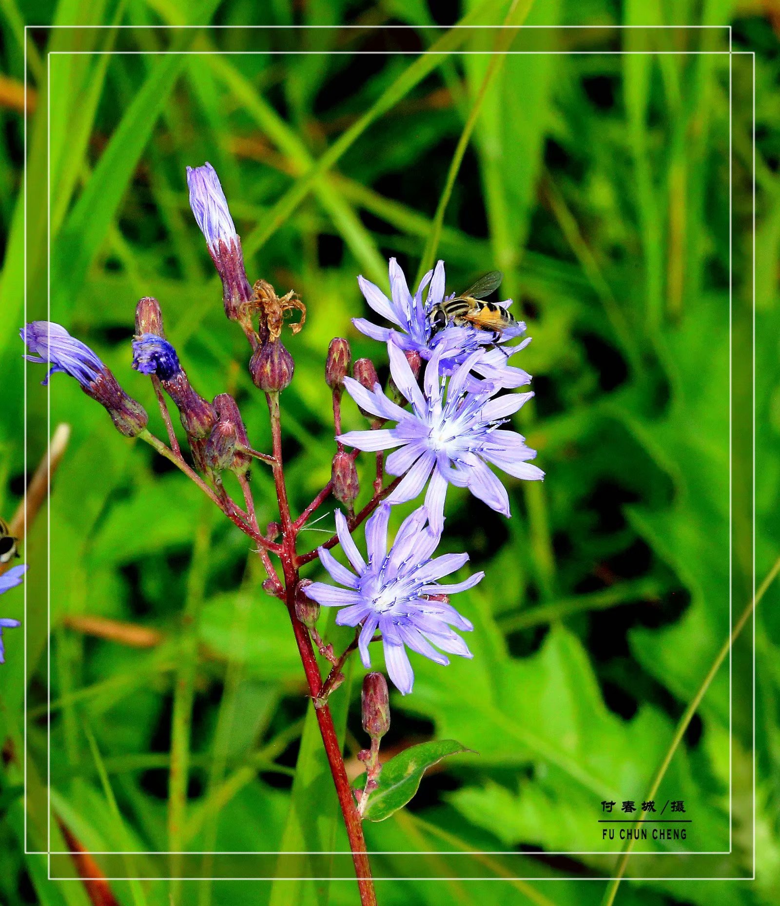 原创首发娇小的紫花山莴苣