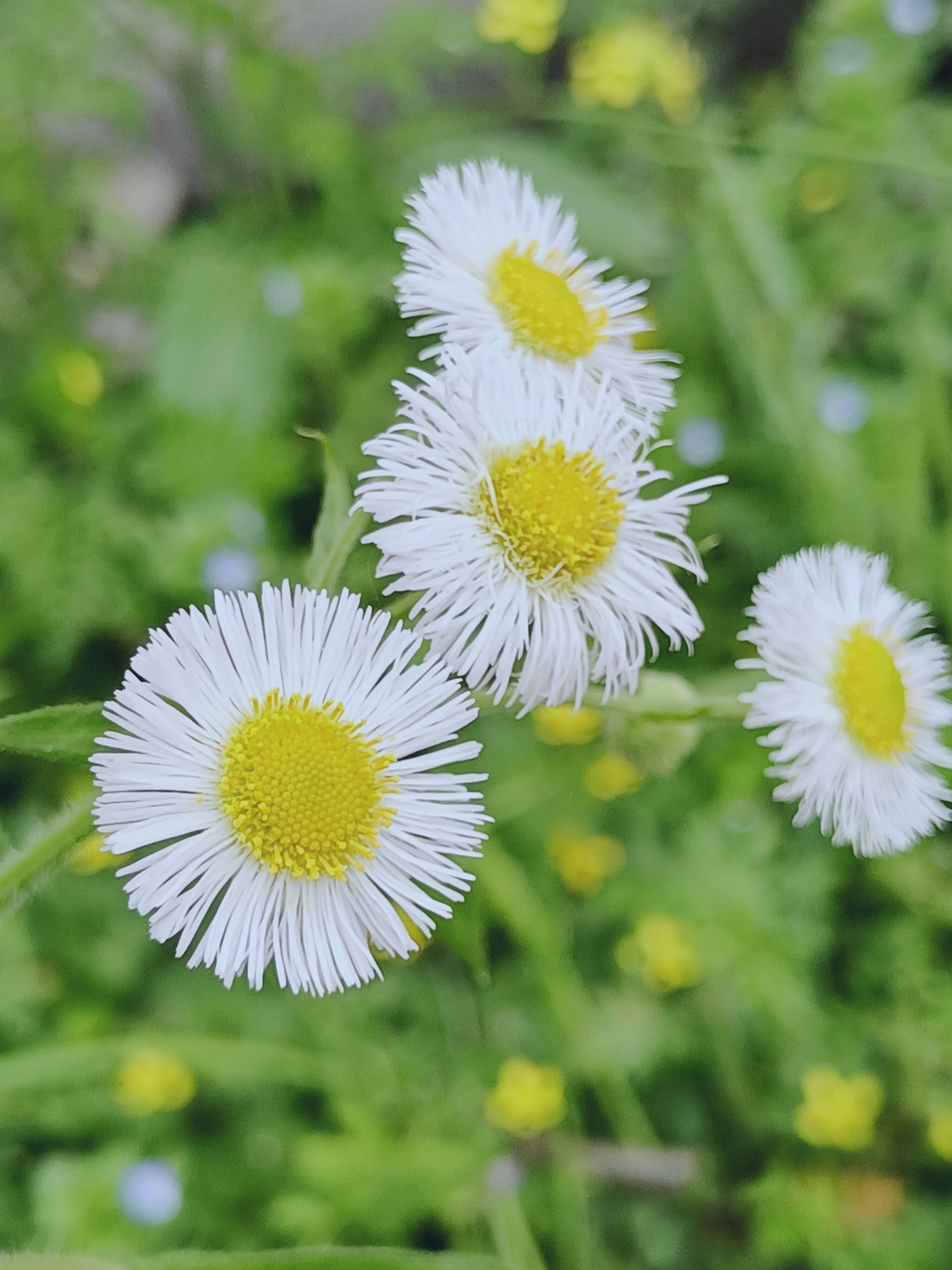 【摄影首发】春飞蓬