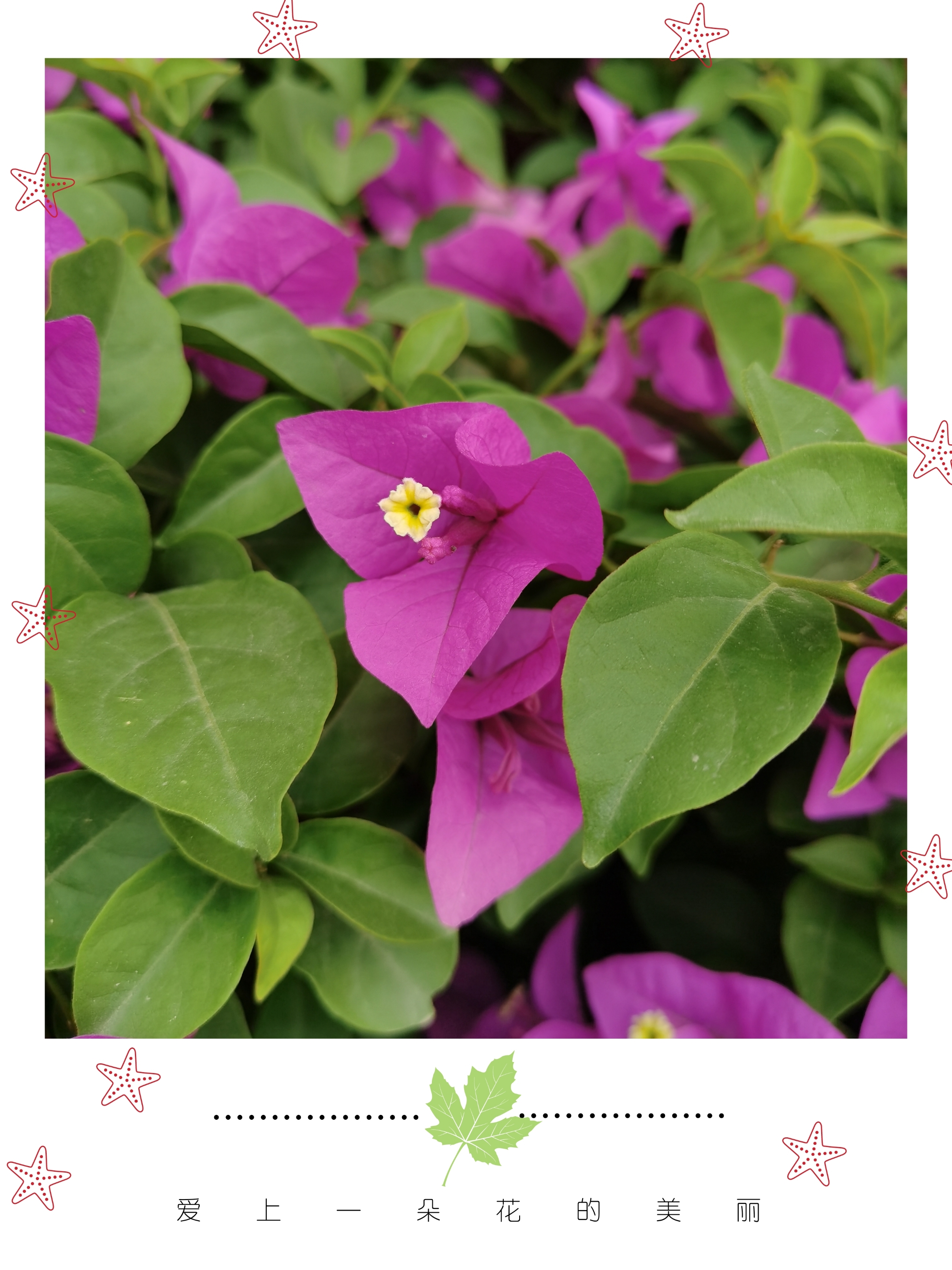 紫红色叶子花『原创首发』