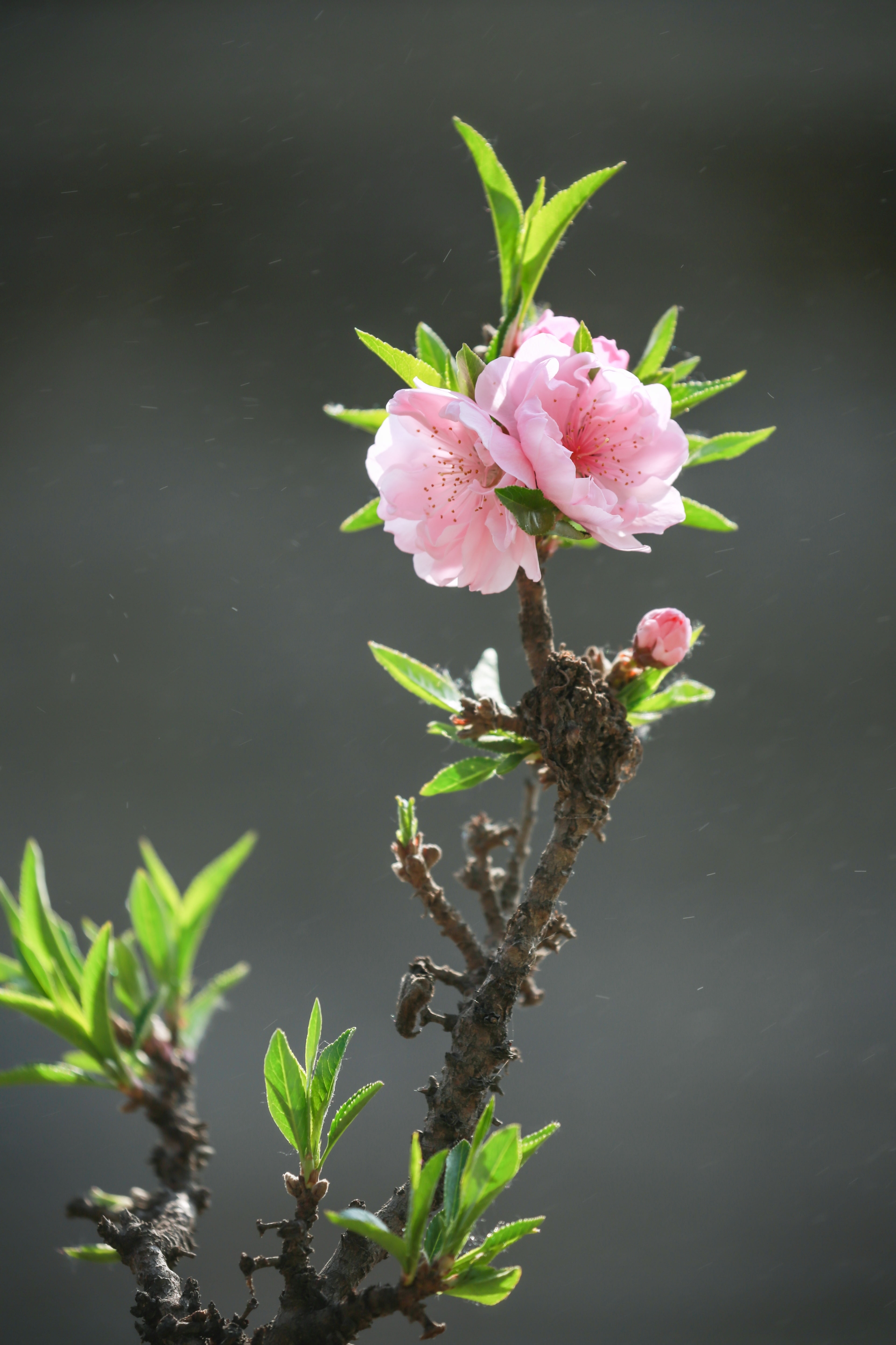 桃花的种类颜色