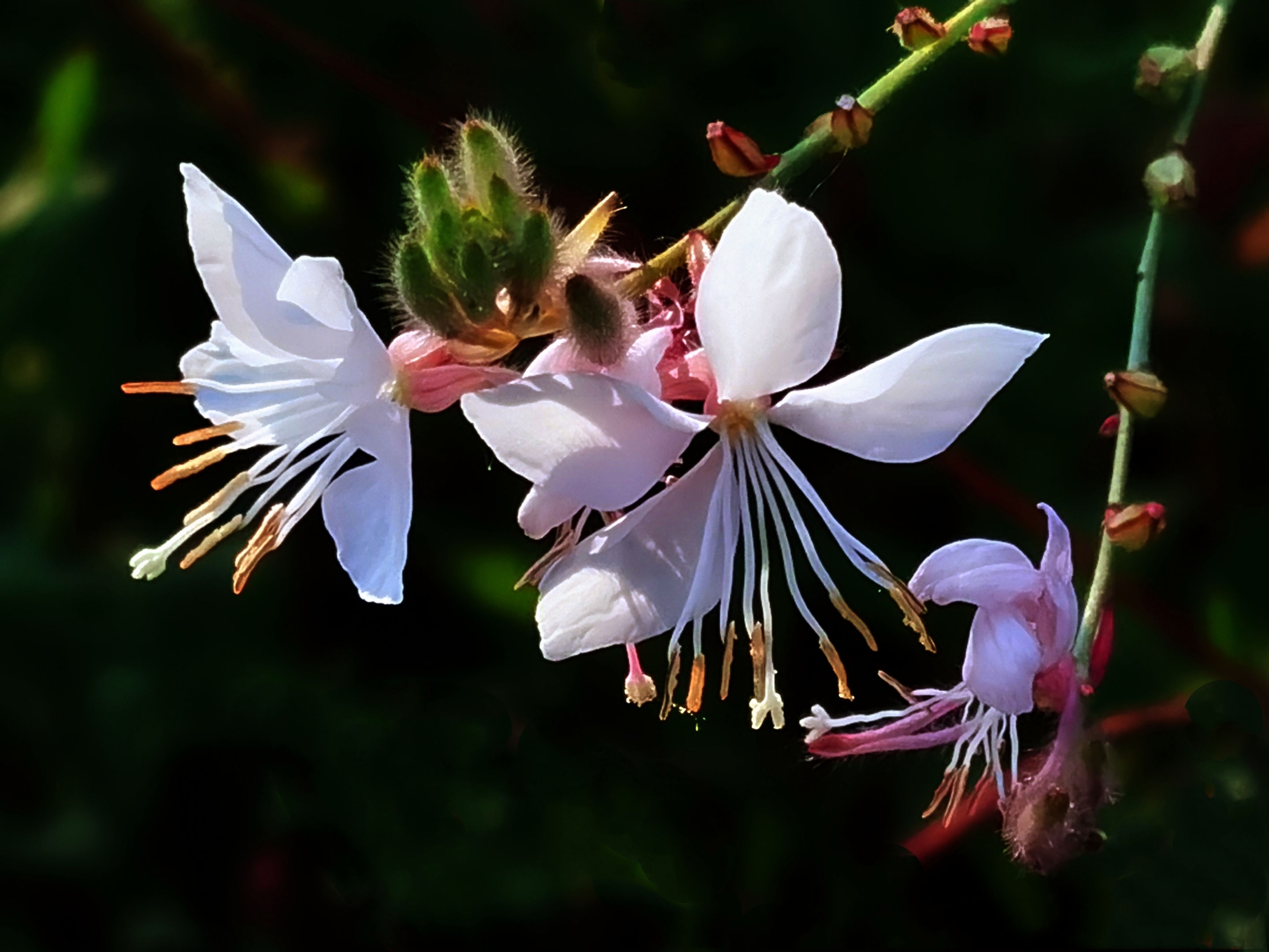 千鸟花【首发】