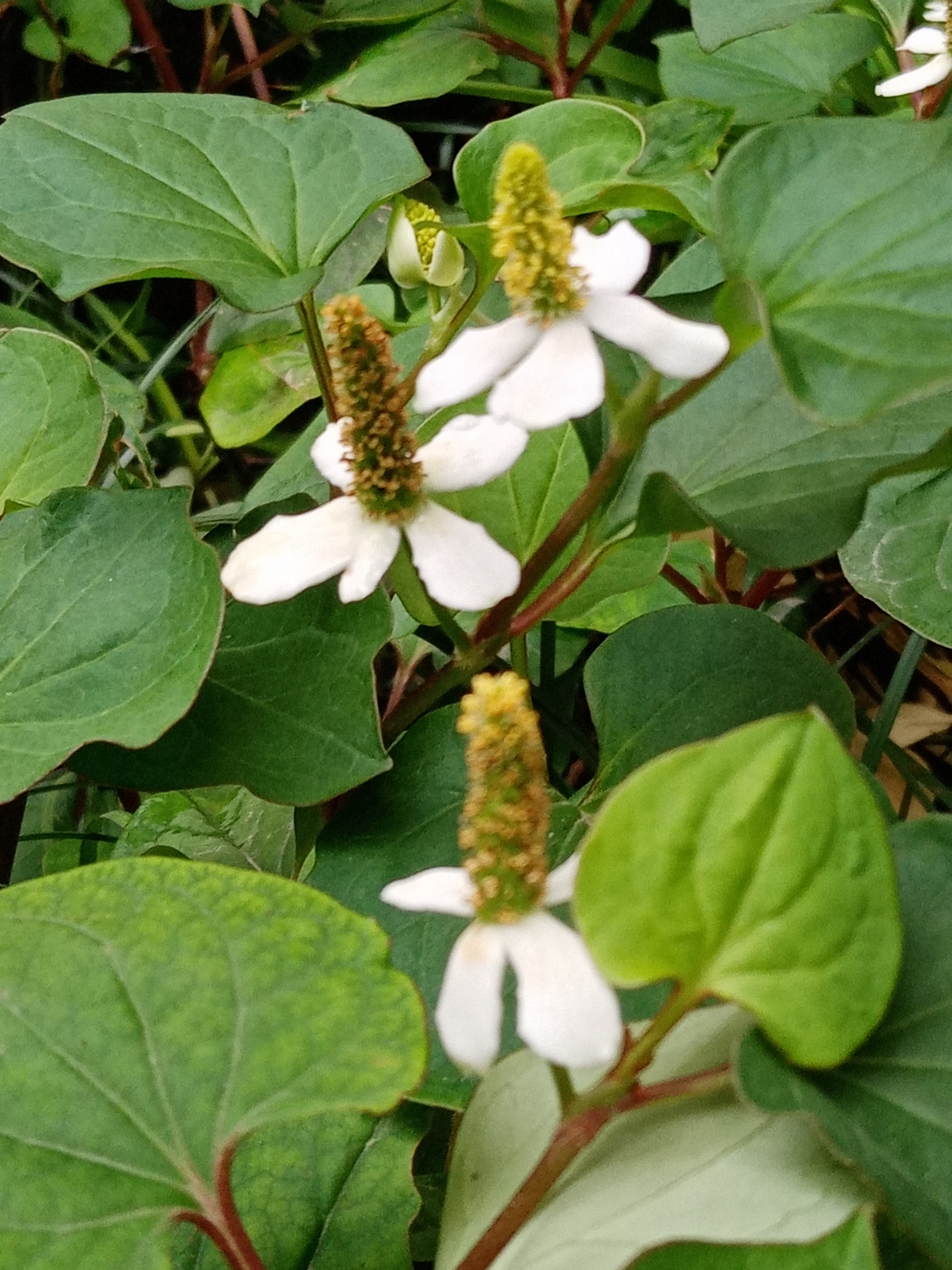 魚腥草開花