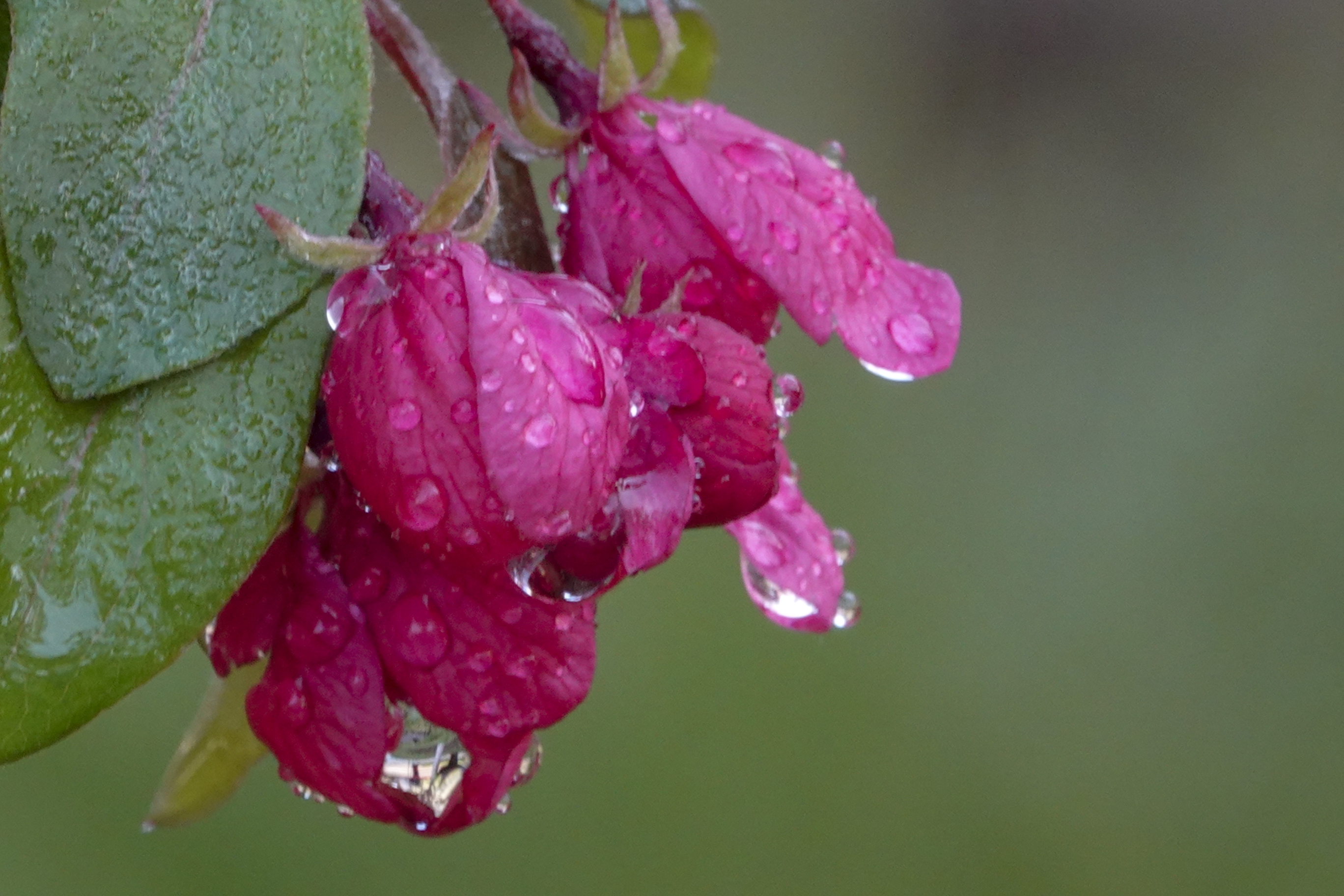 【首发】北美海棠～罗宾逊