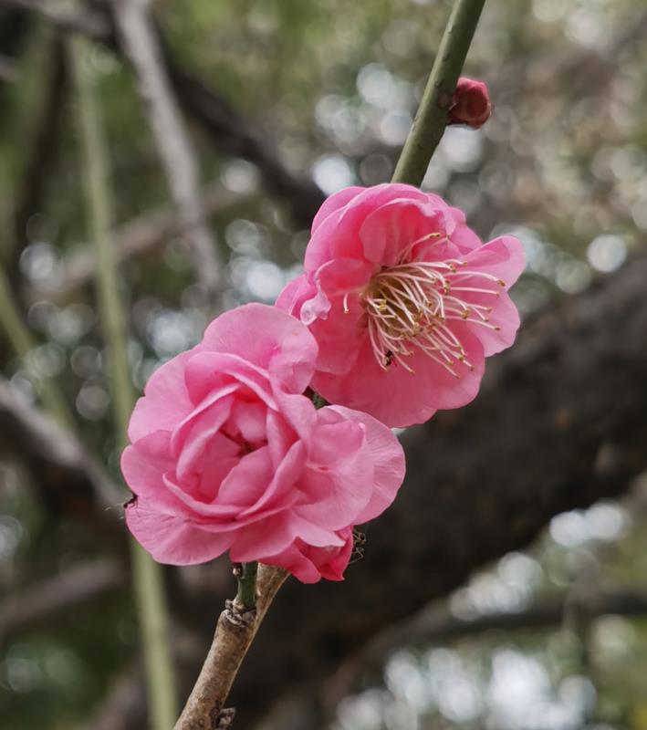 絲絲縷縷總關情:微距梅花