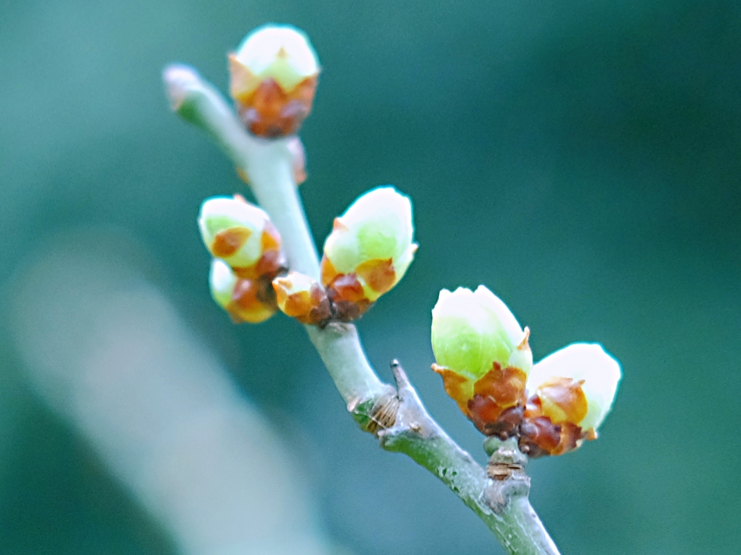 苹果绿*梅花花蕾