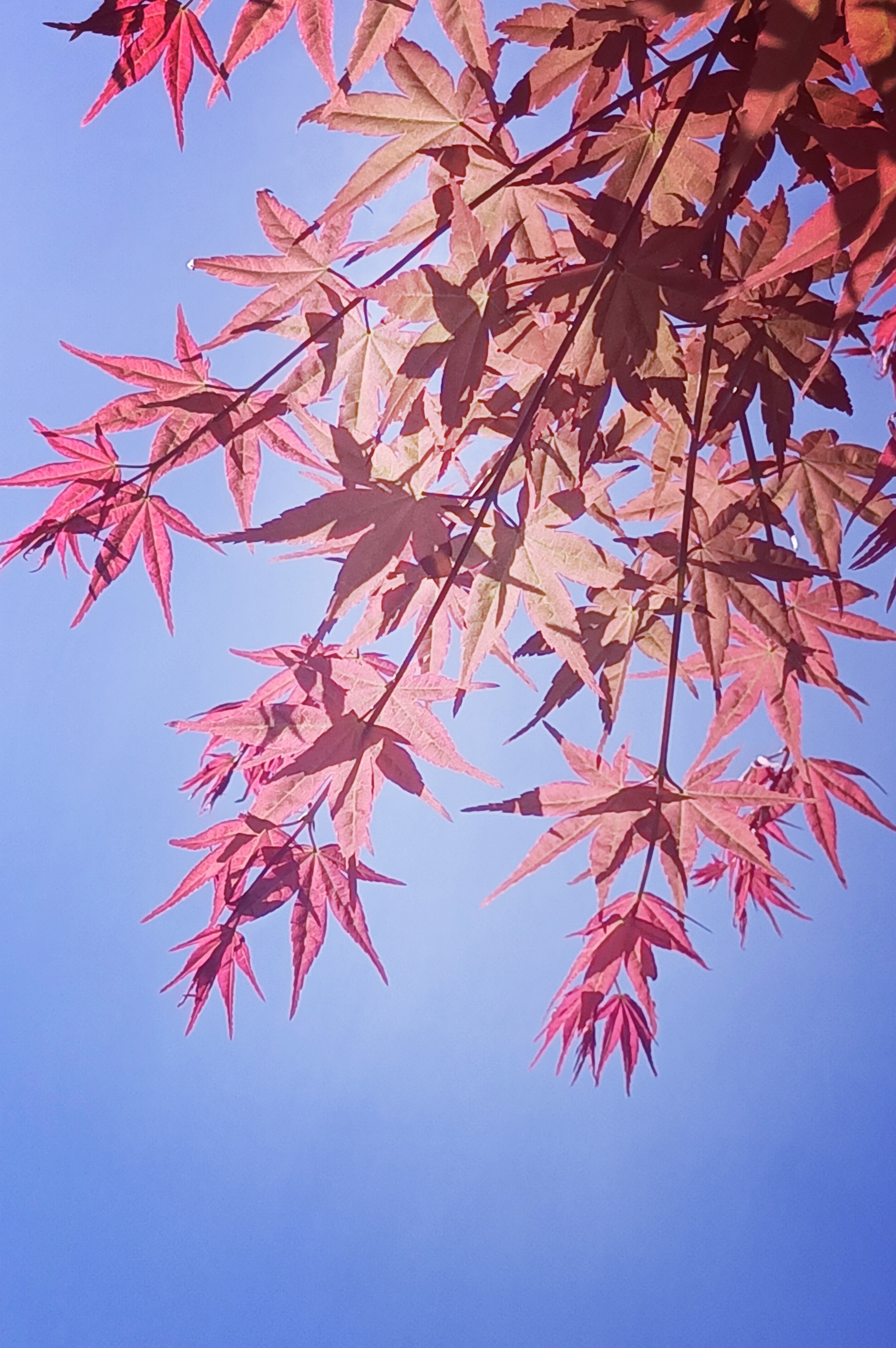 【摄影首发】红枫与蓝天