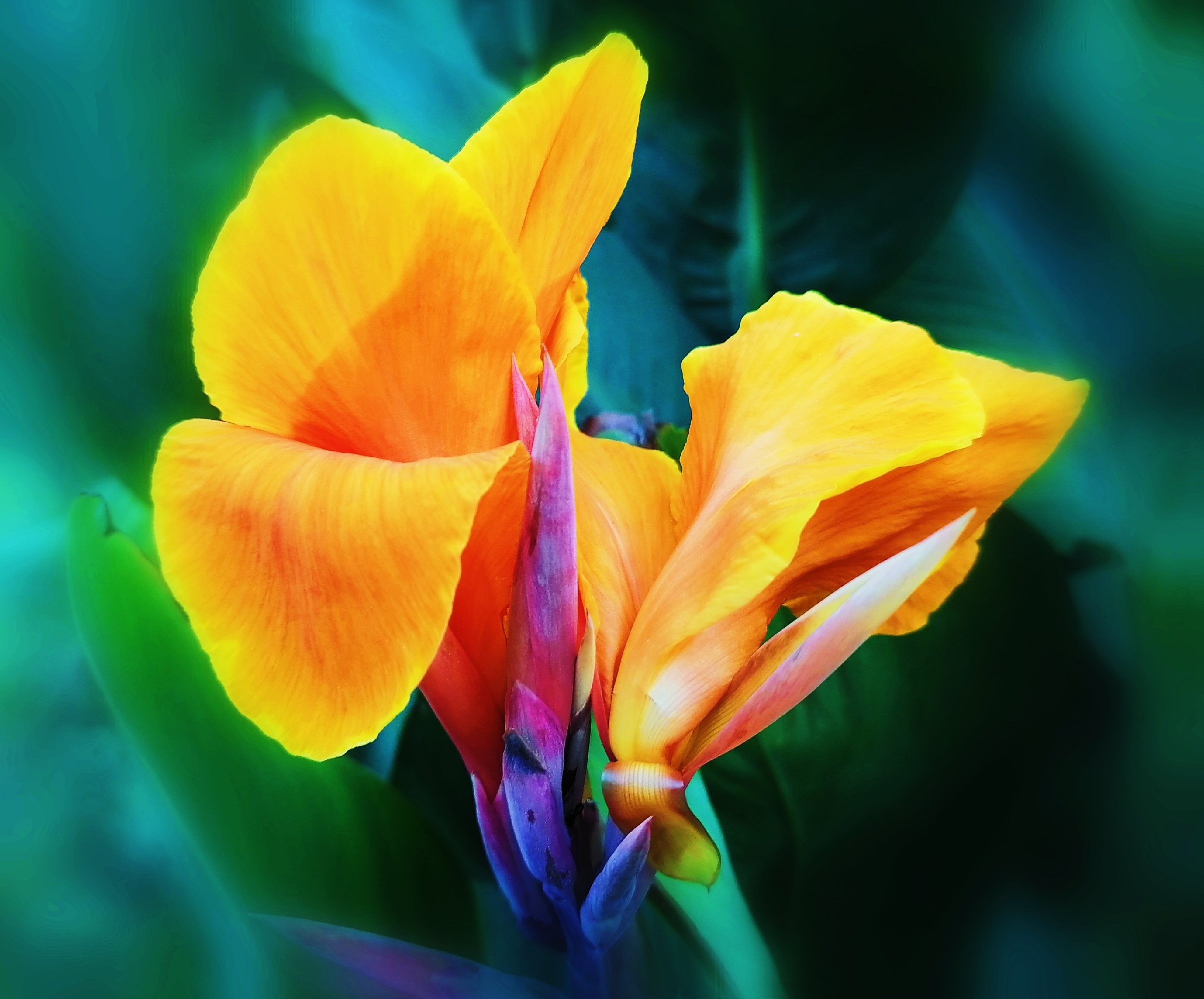 美人蕉【原创首发】