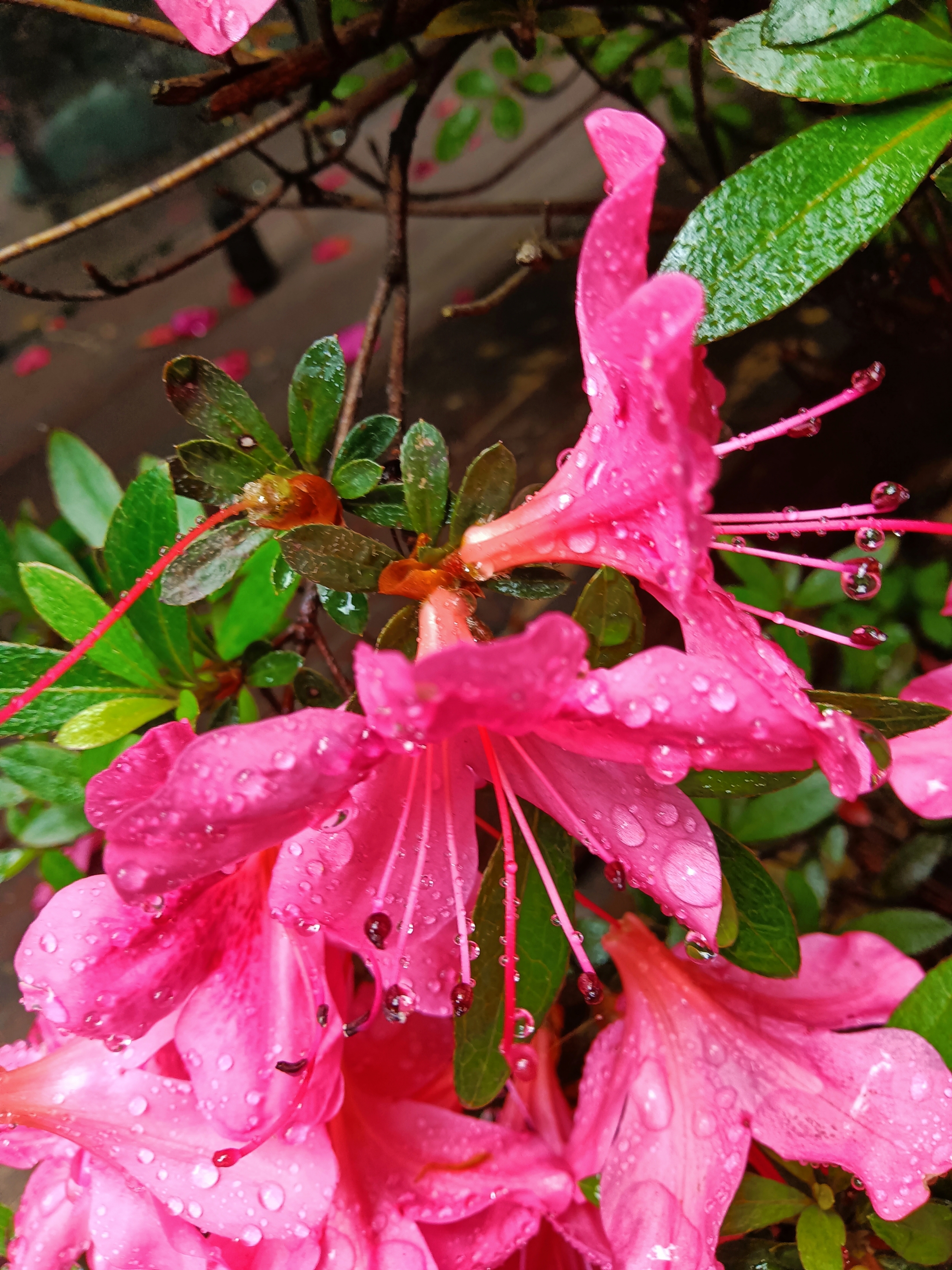 带雨水的杜鹃花图片图片