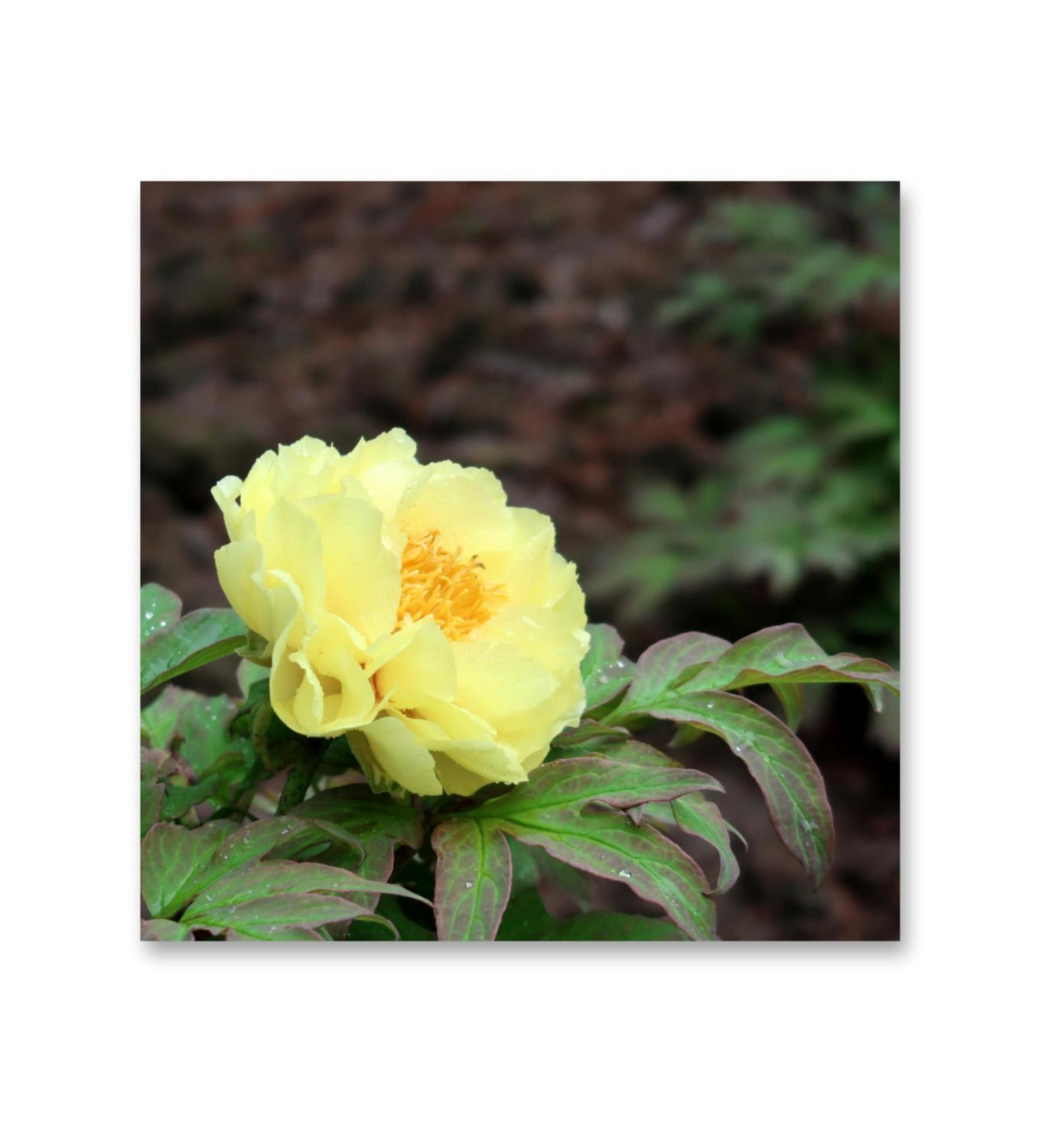 鹅黄牡丹花开了【首发】