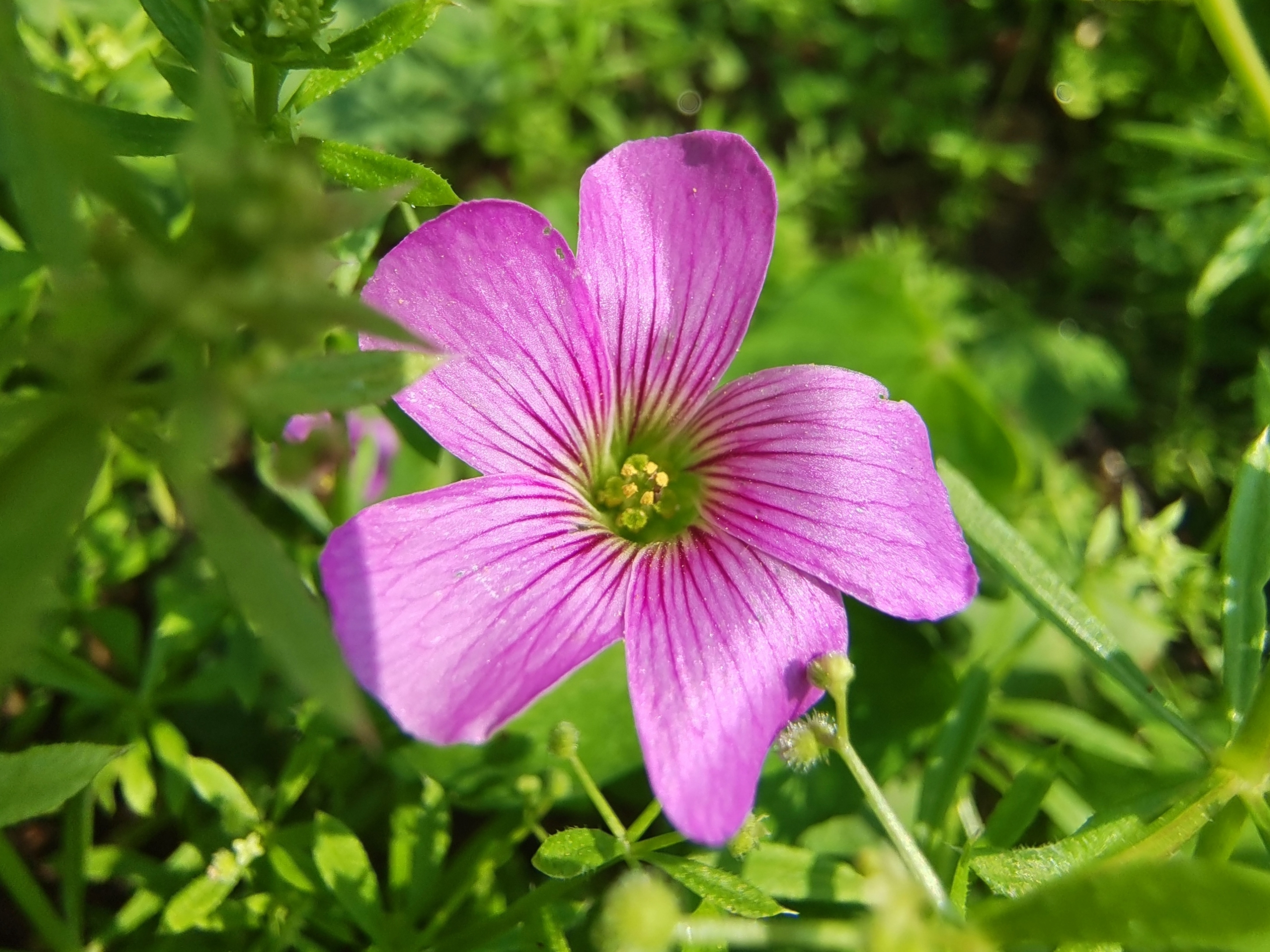 暖阳下绽放的红花酢浆草(一)