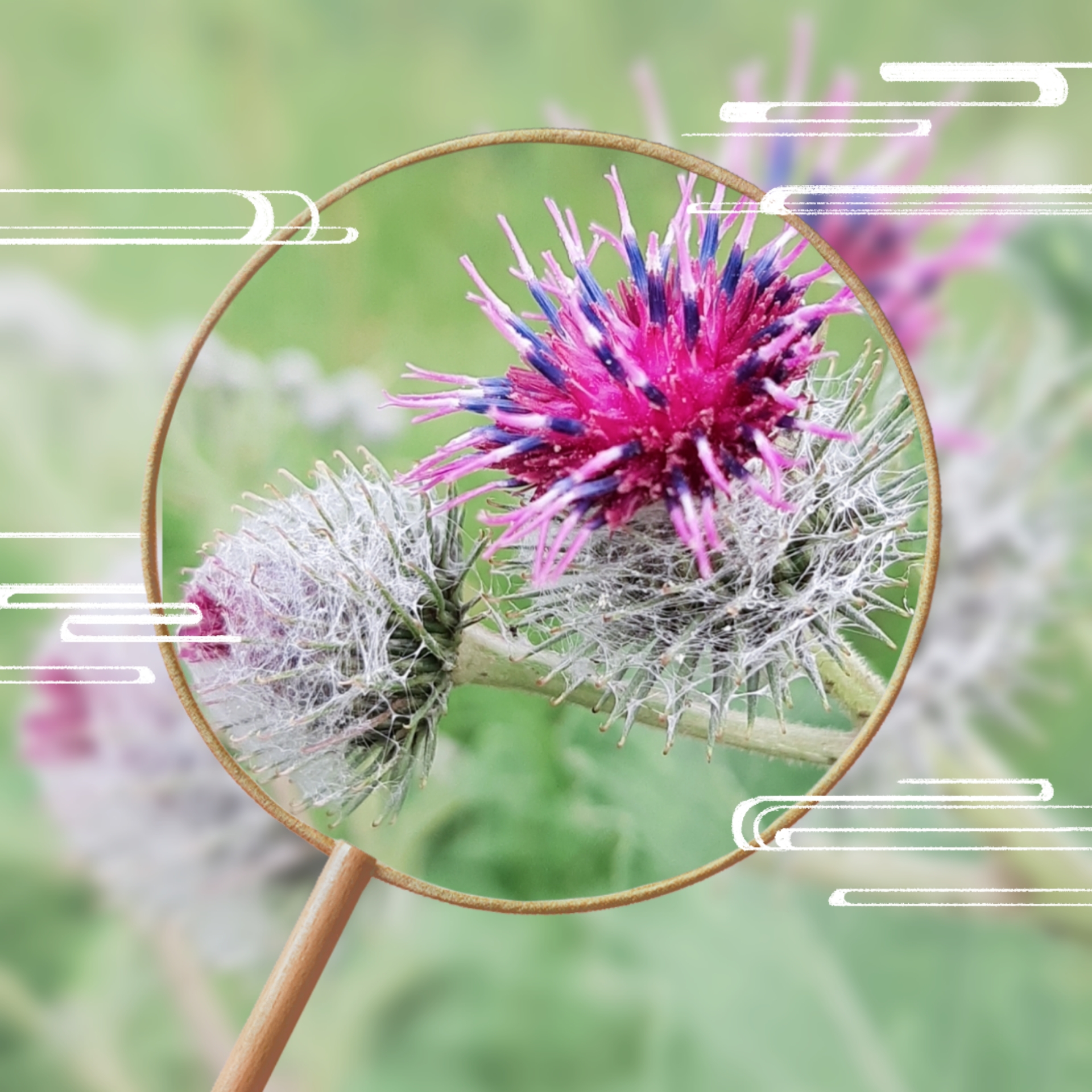 【首发】牛蒡花(二)