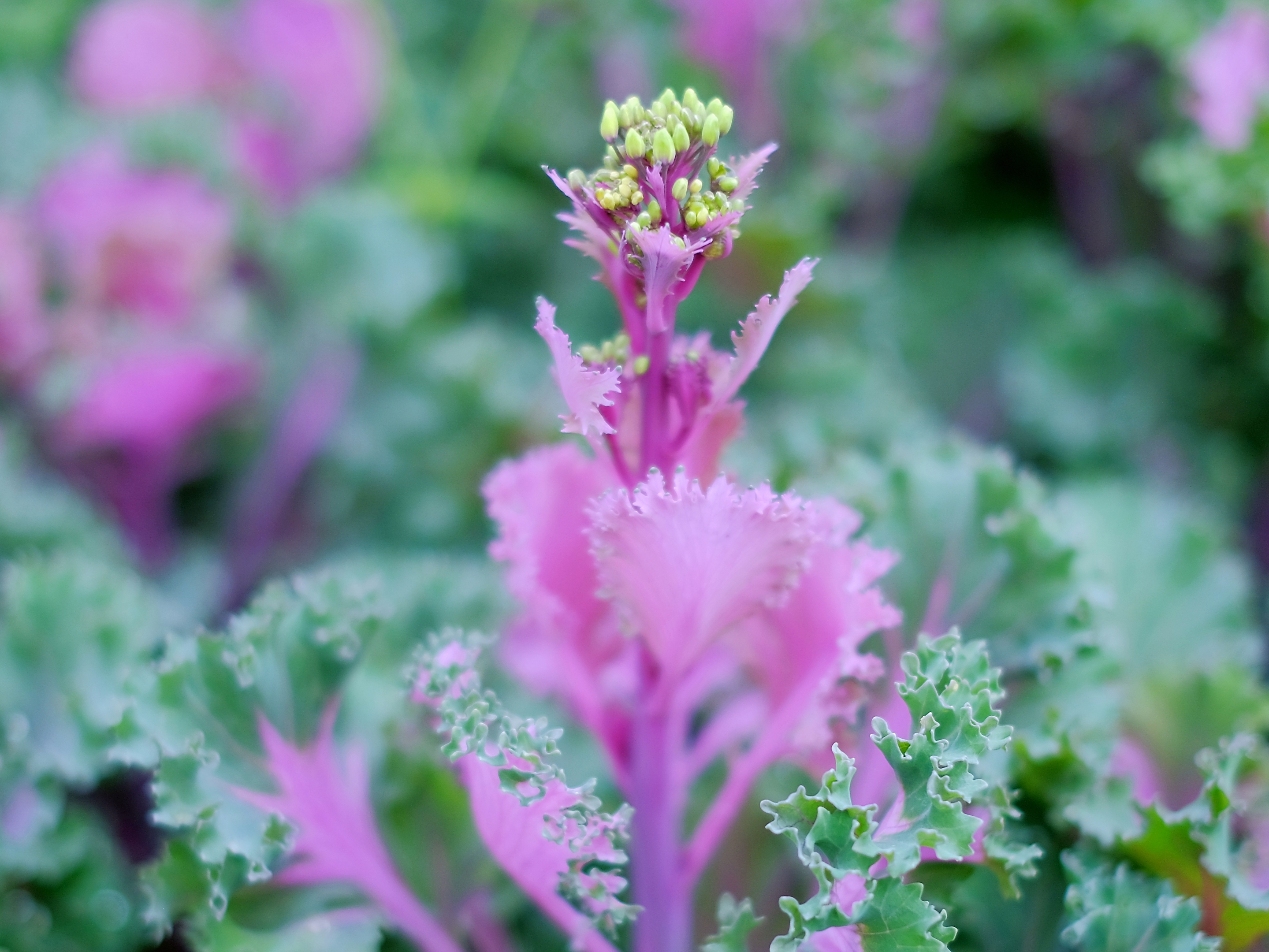 紫甘蓝花蕾 (二)