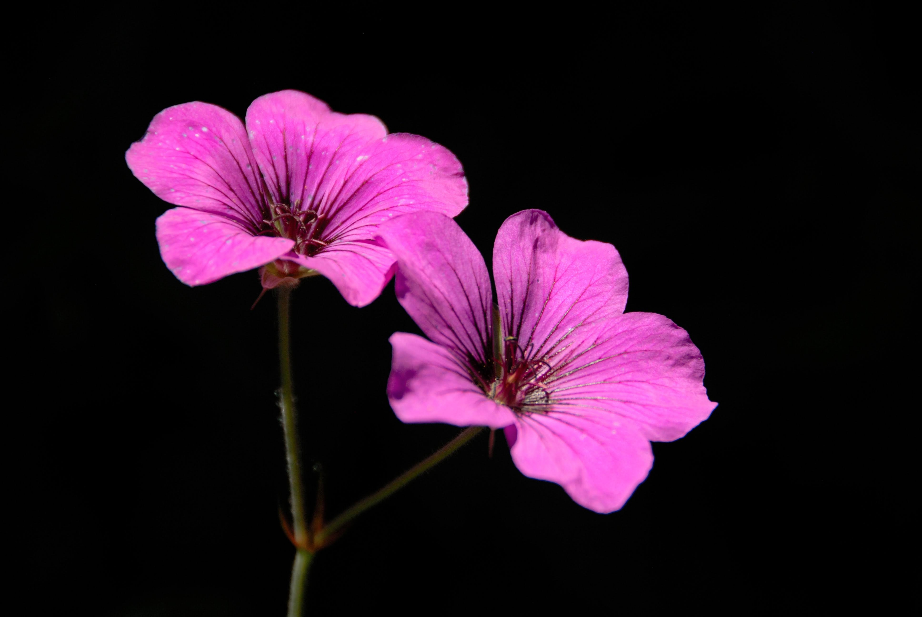 蔷薇花开〔摄影首发