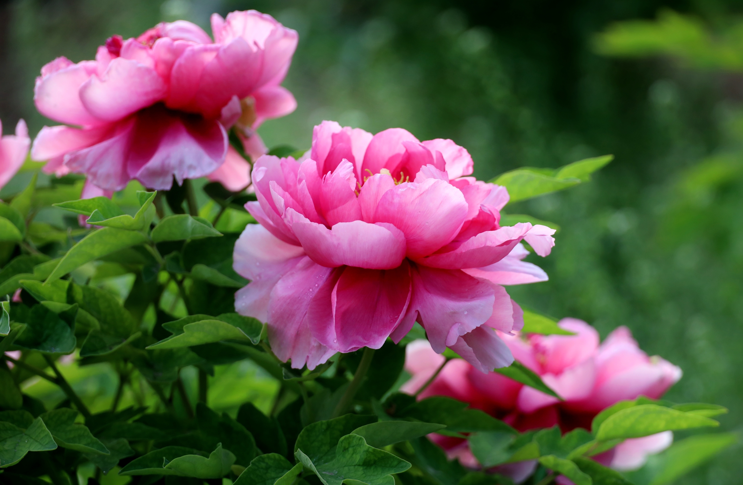 【首发】莲花池公园赏牡丹(1)