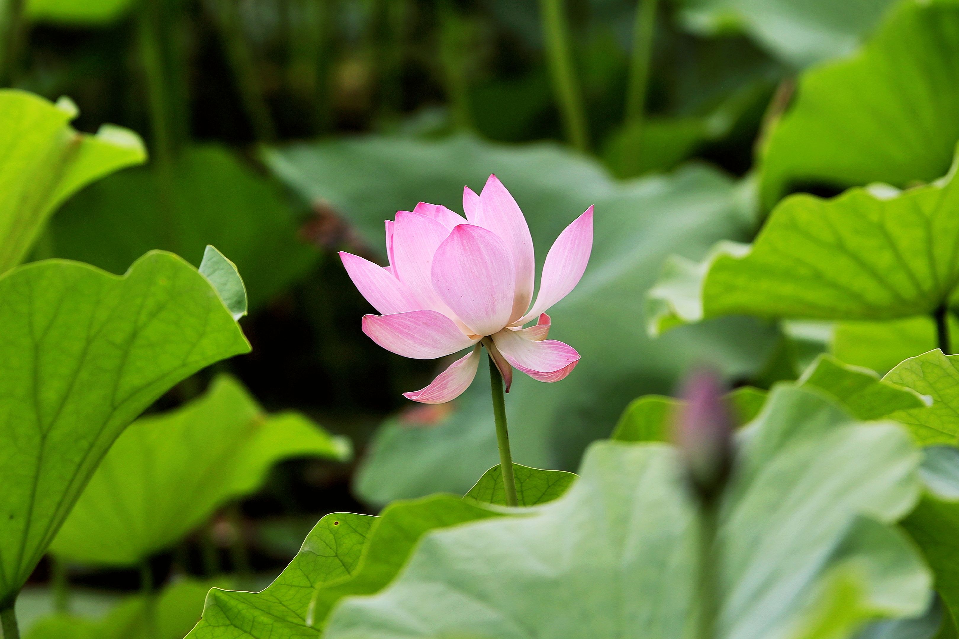 【首发】荷花初绽玉渊潭(1)