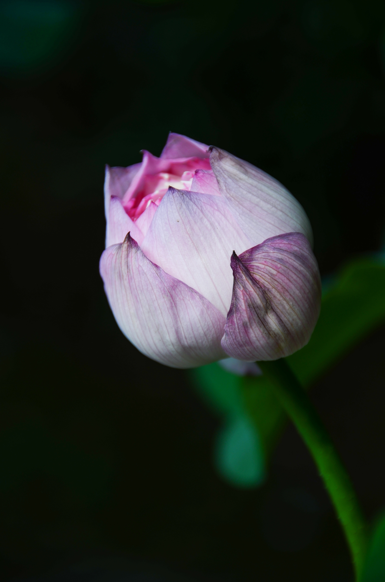 心中的莲花【首发】