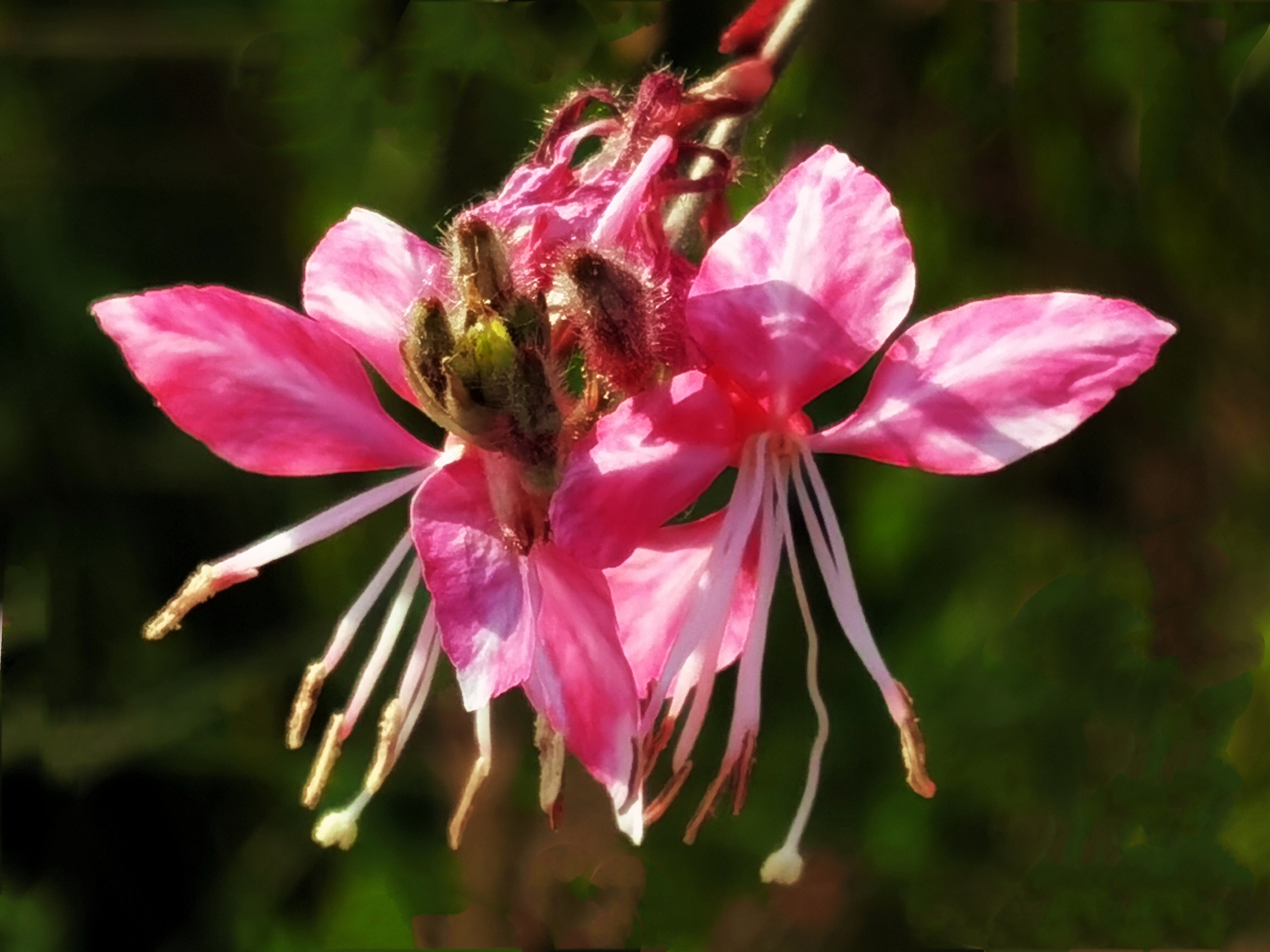 微拍千鸟花【首发】