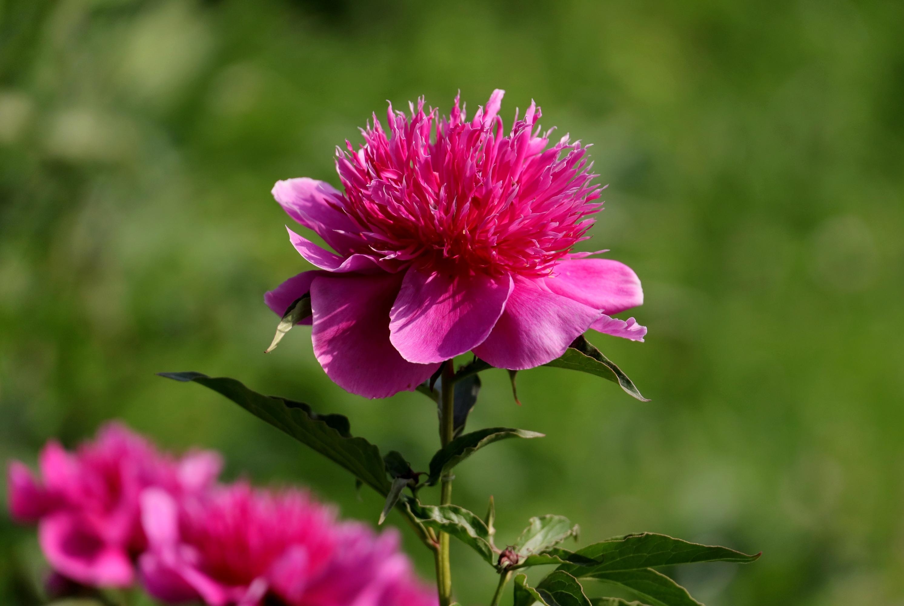 妖娆多姿芍药花