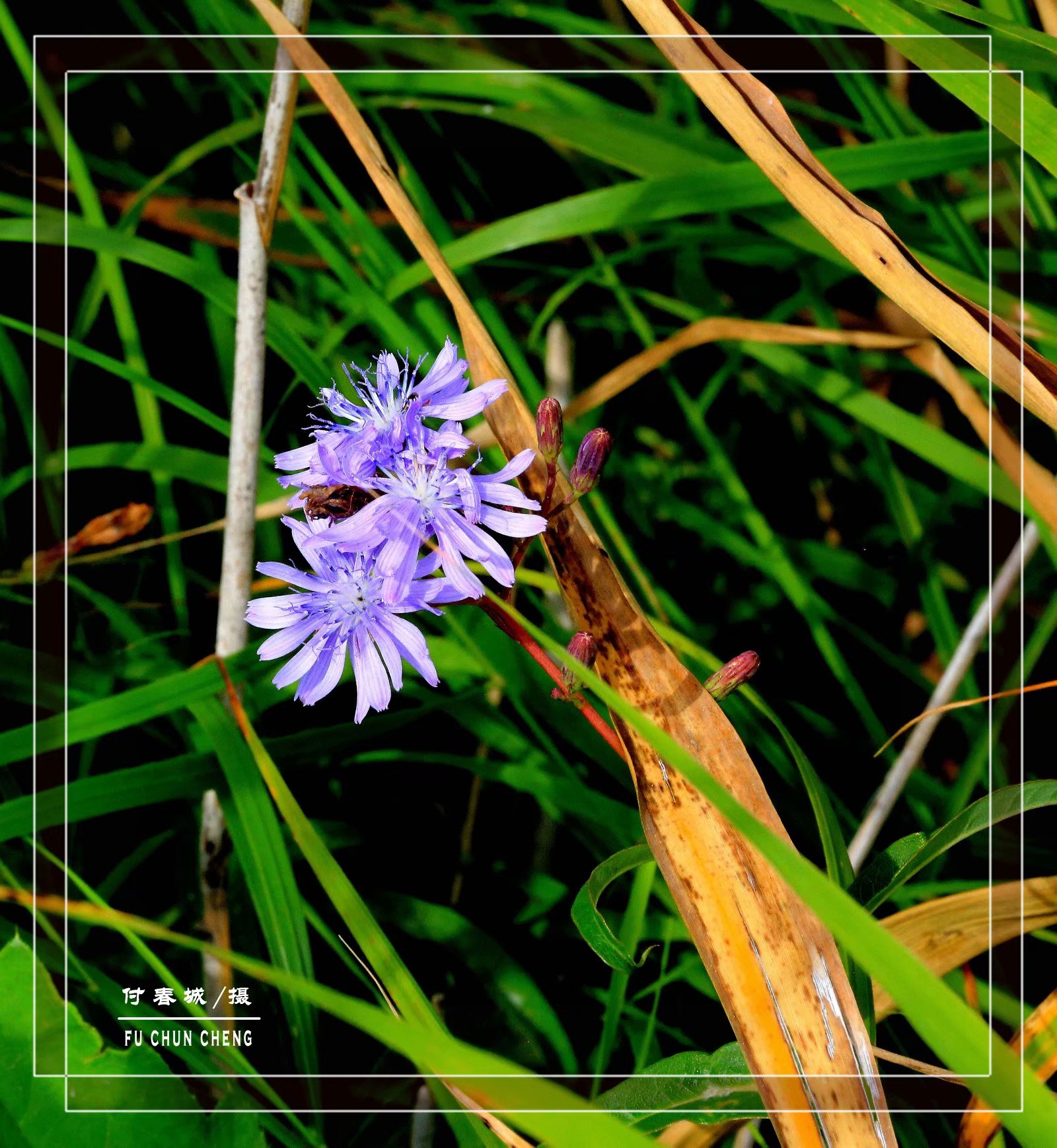 原创首发娇小的紫花山莴苣