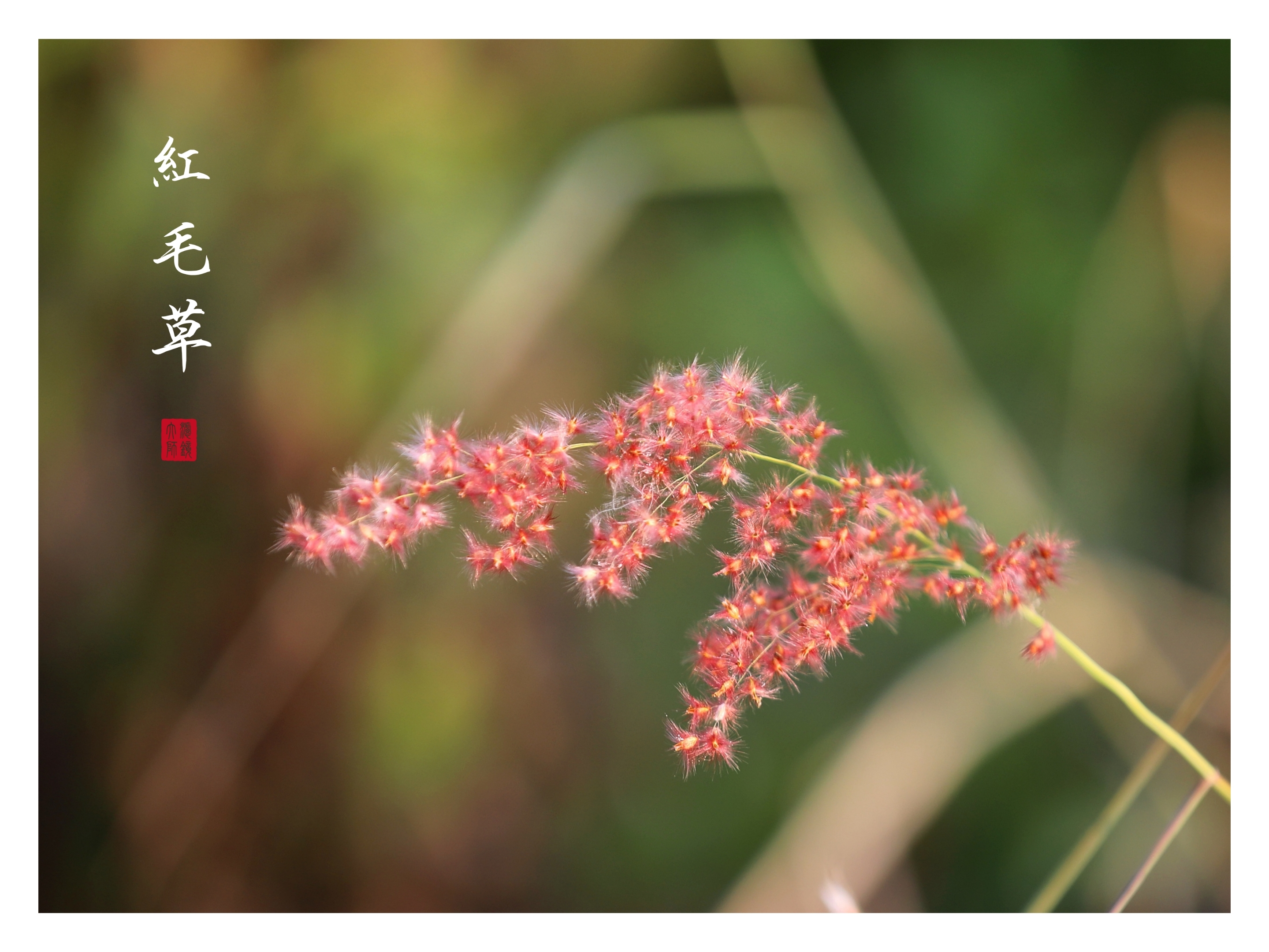 红丝茅草叶子图片图片