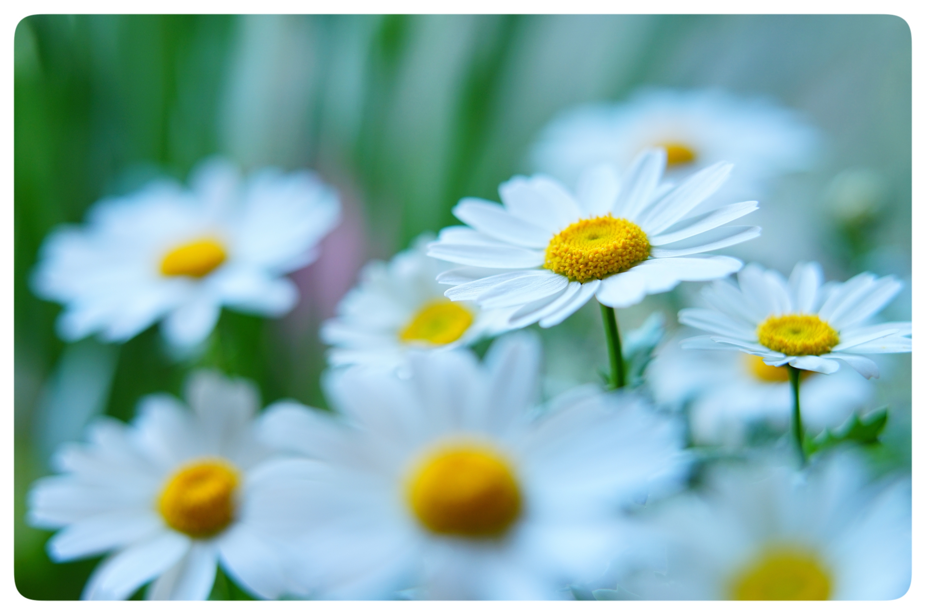 白晶菊花开正艳