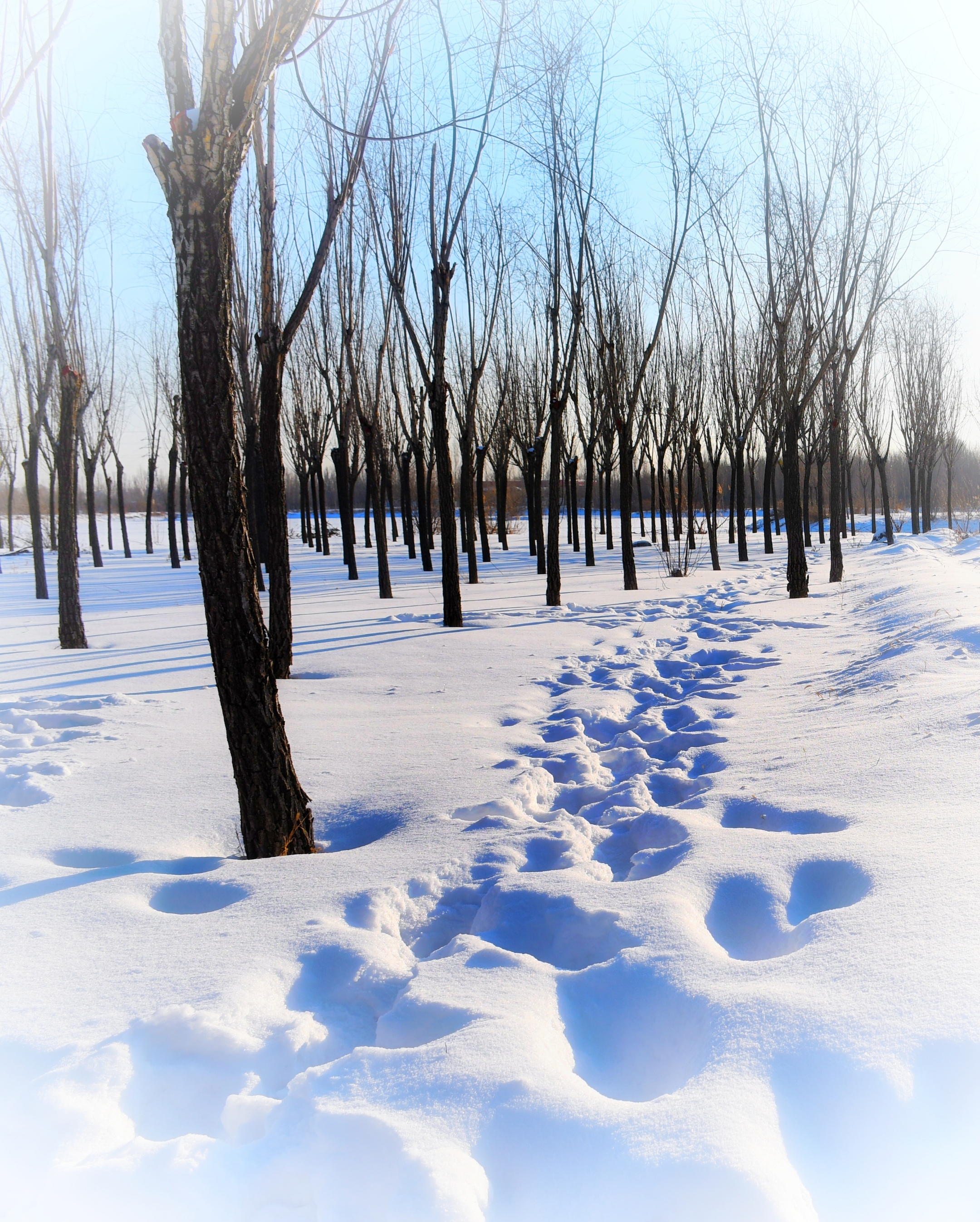 雪后阳光图片图片
