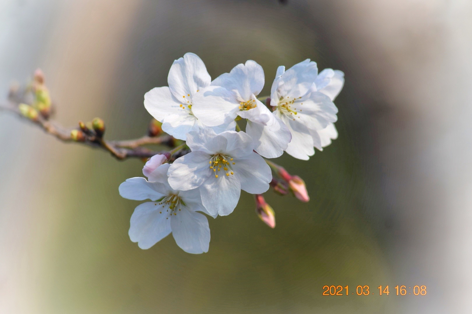 风吹樱花舞 踏实走沧桑 (首发)