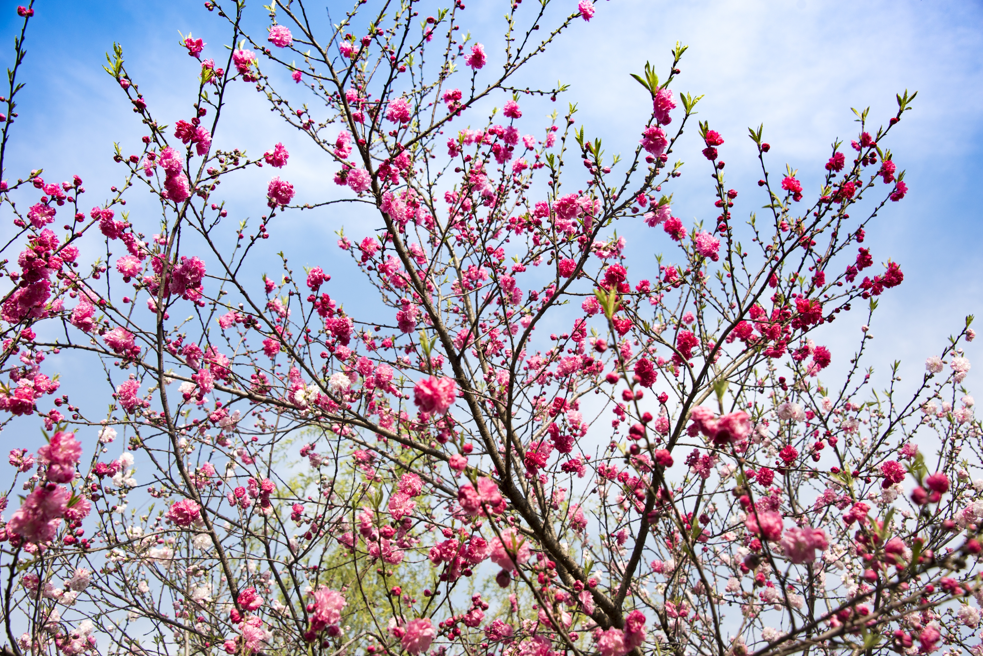 桃花红杏花白菜花黄图片