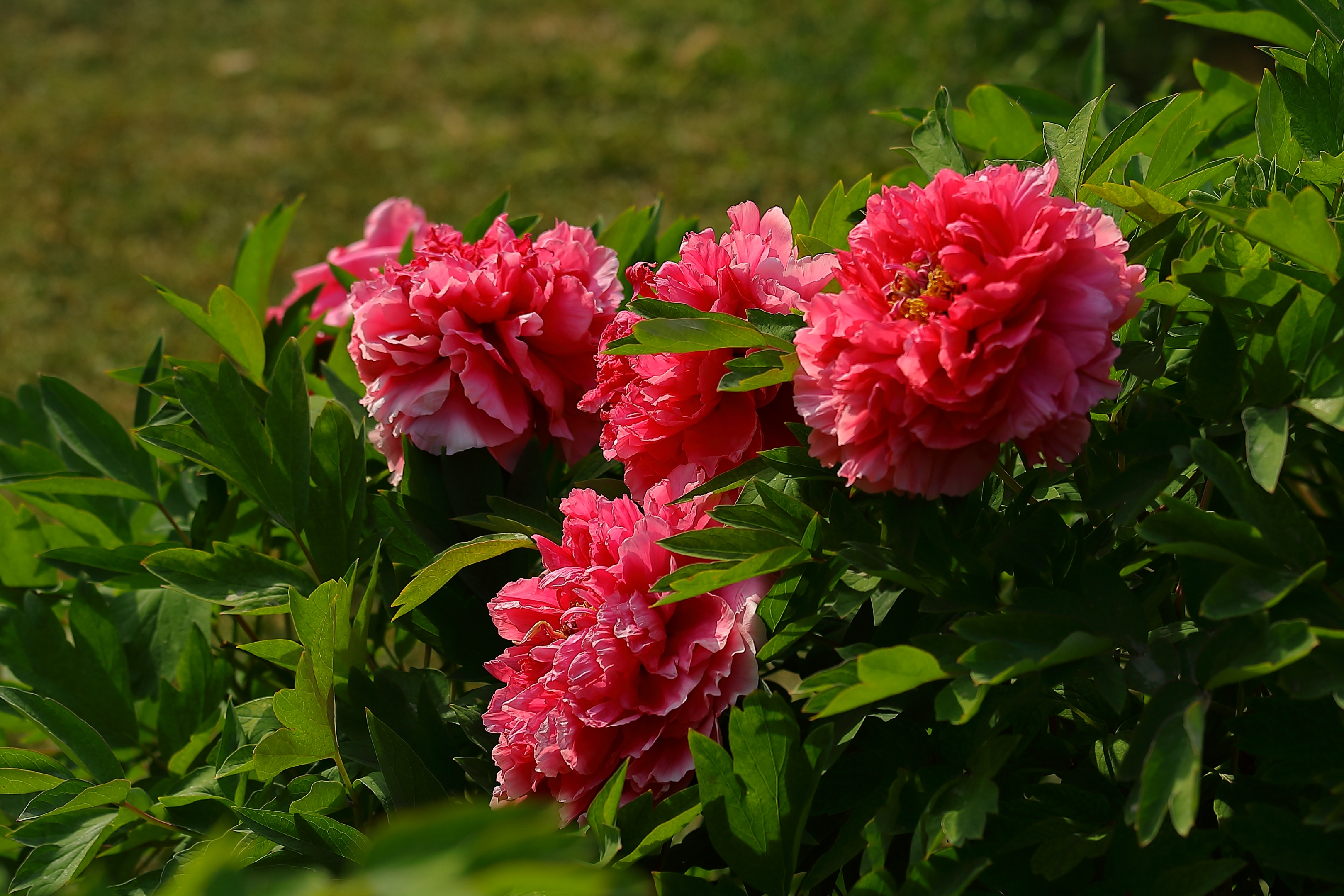 【首发】百花丛中最鲜艳牡丹