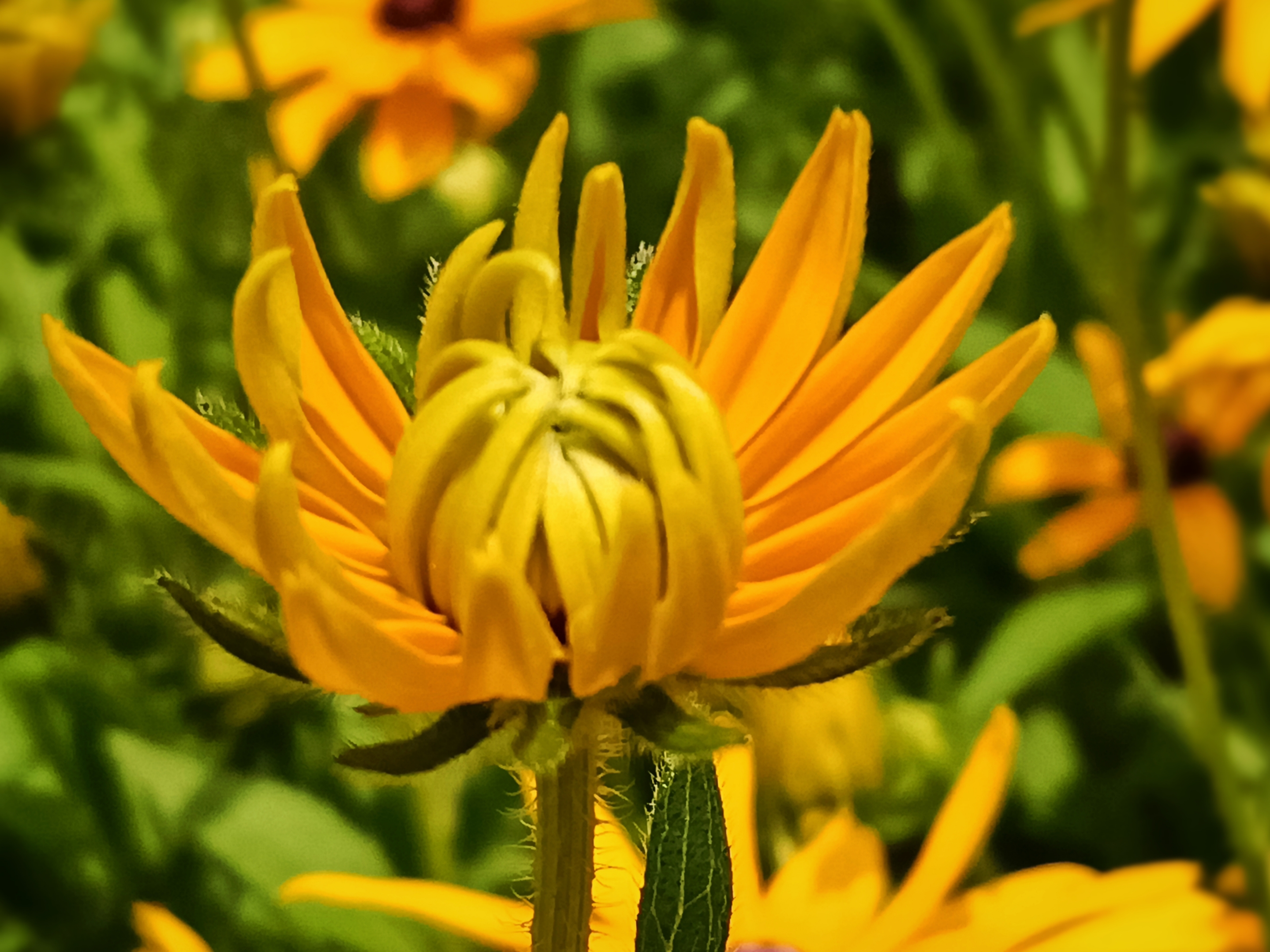 重瓣黑心金光菊【首发】