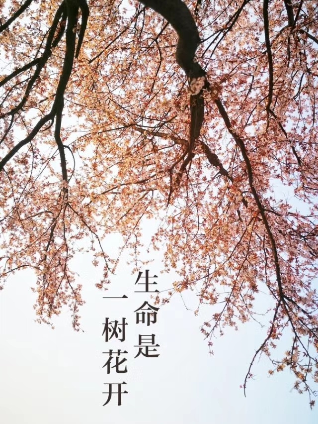 生命是一树花开
