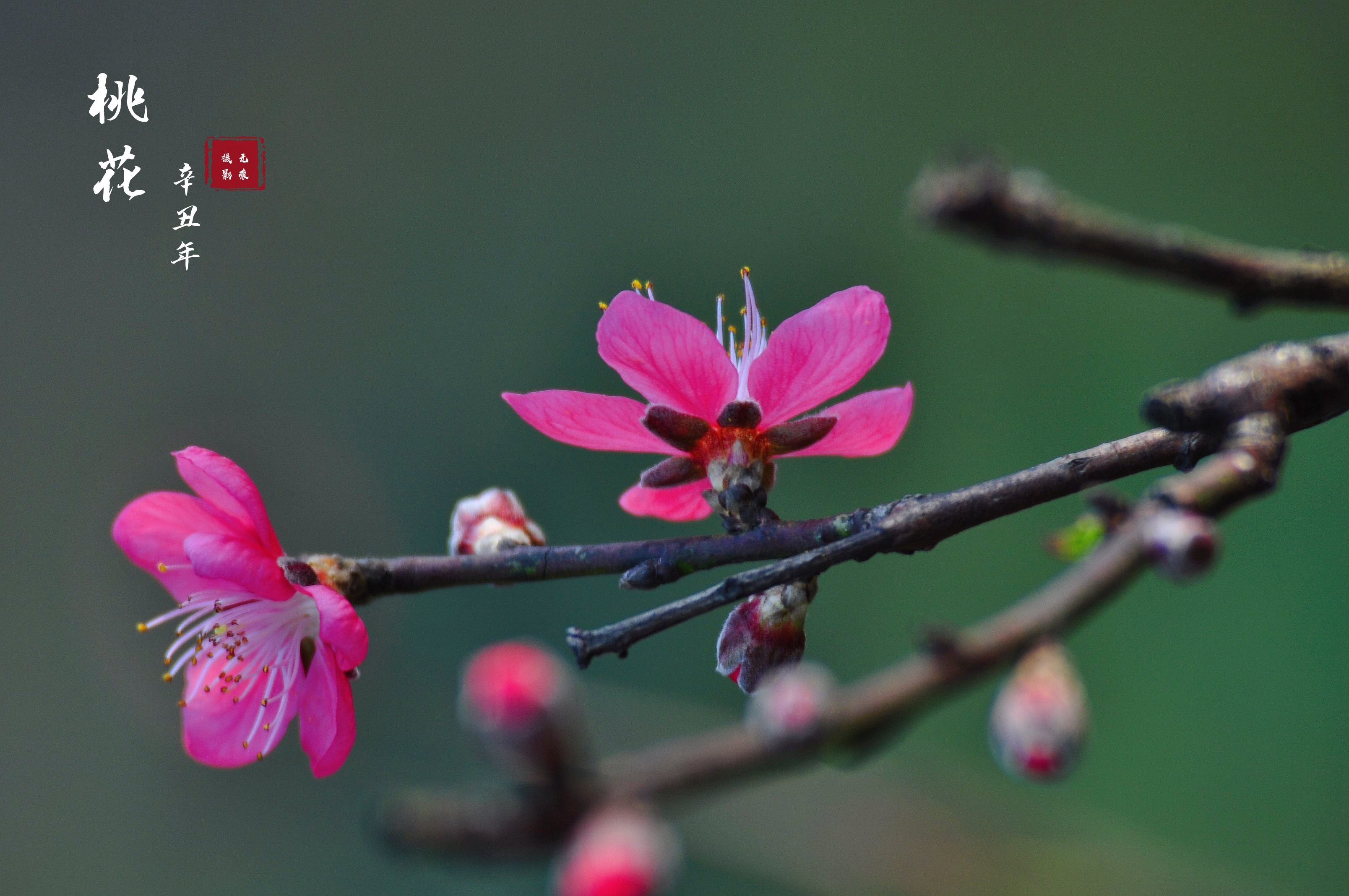 《慶全庵桃花》/ 謝枋得 尋得桃源好避秦,桃紅又見一年春.