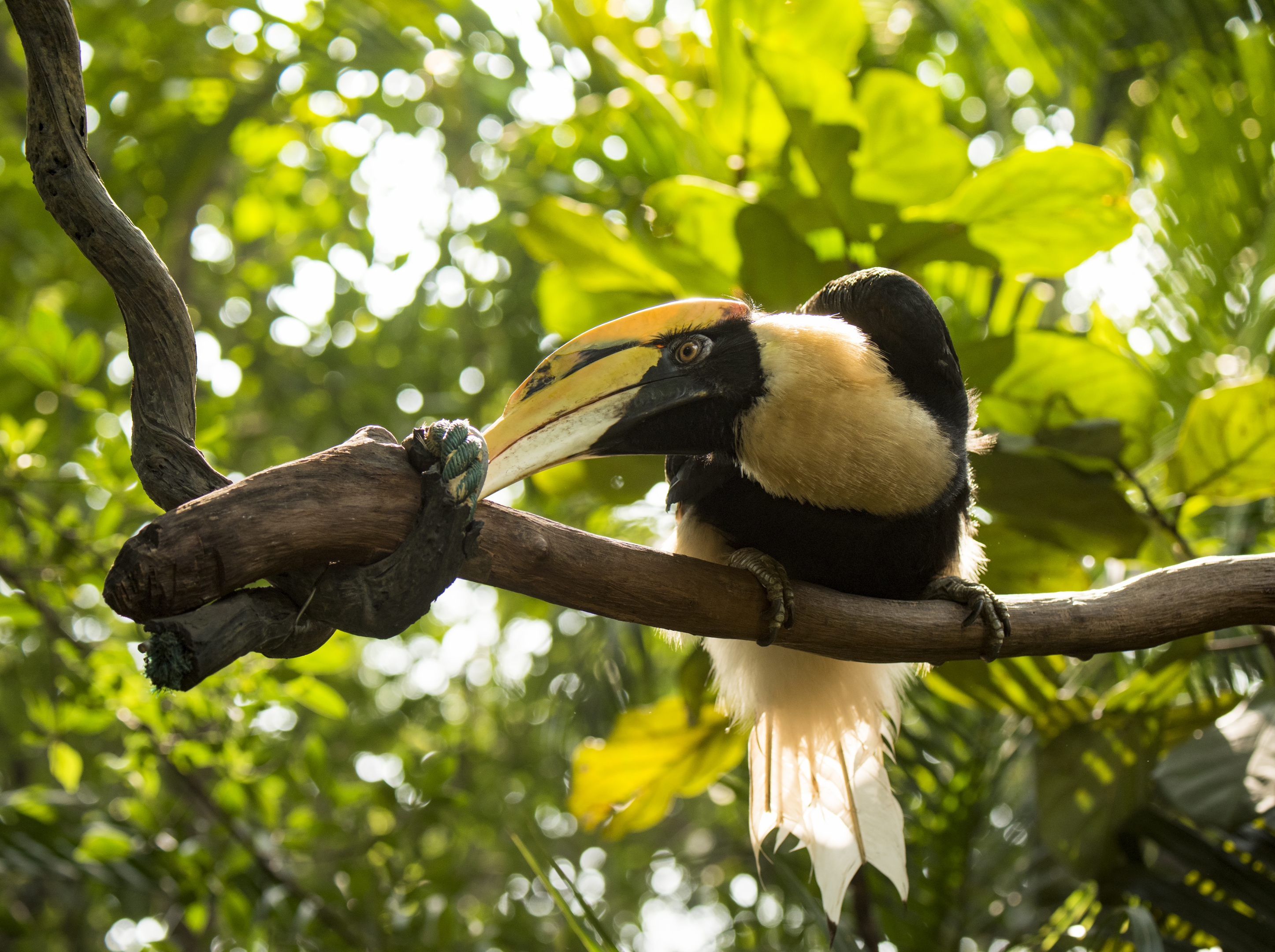 大嘴犀鸟的爱情故事首发