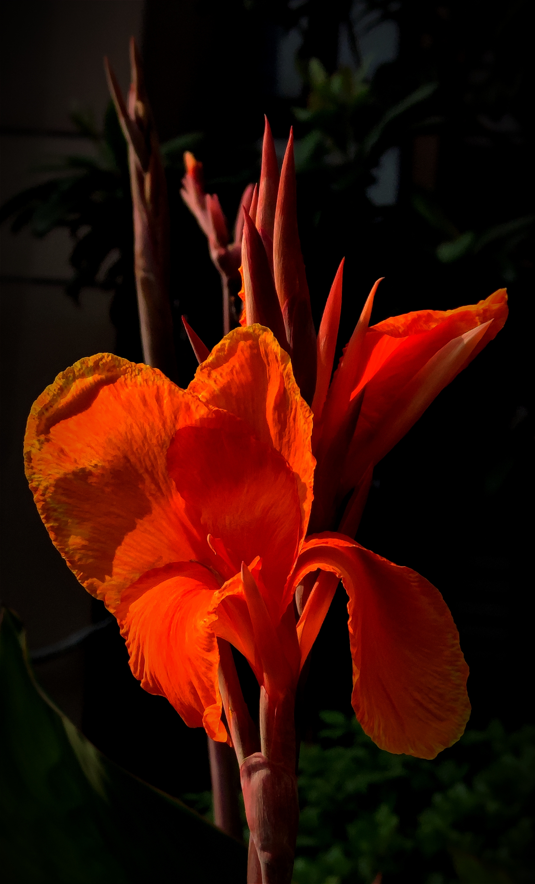 (首发) 大花美人蕉