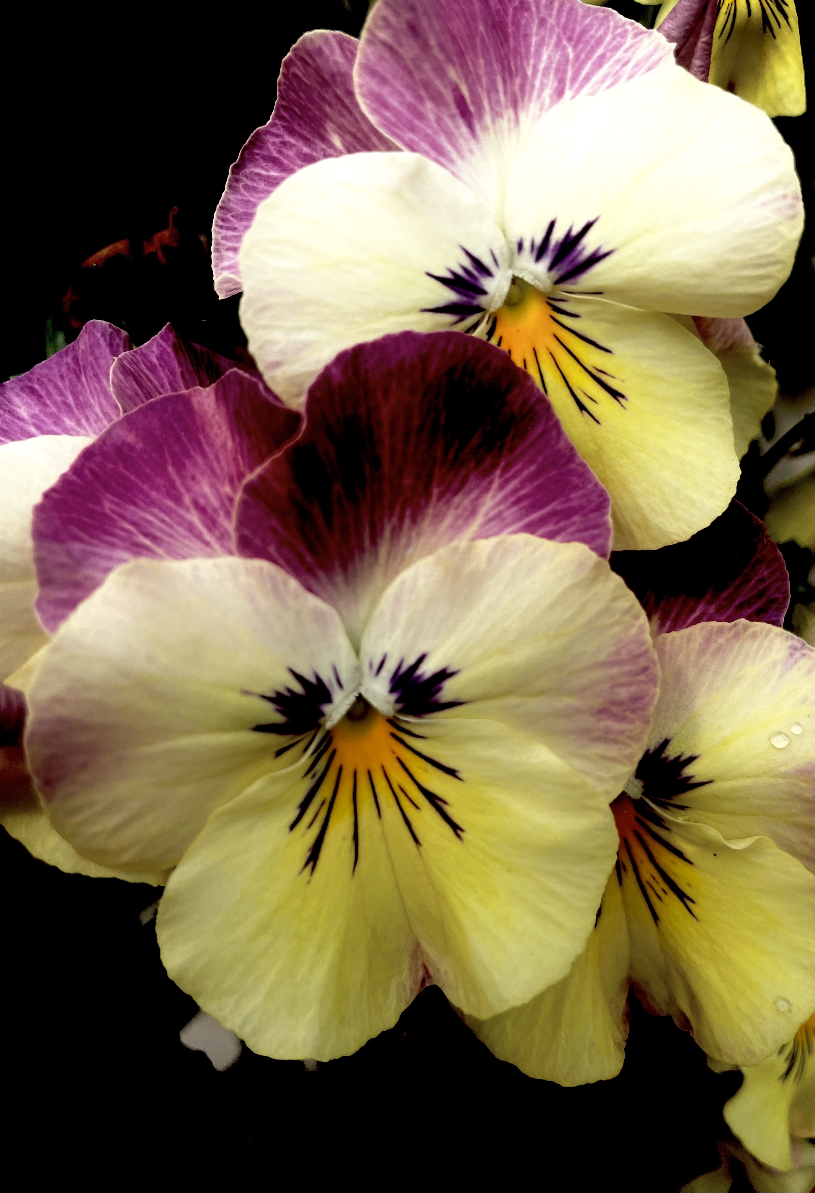 【首发】堇堇菜,猴儿脸