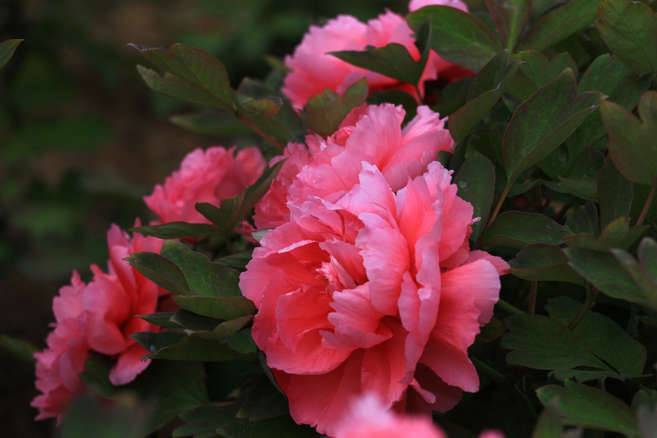 状元红【首发】