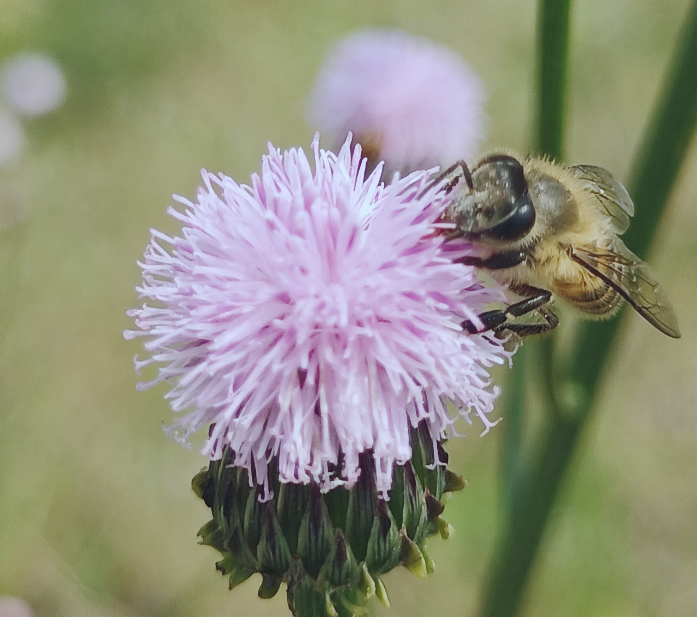 【首发】泥胡菜