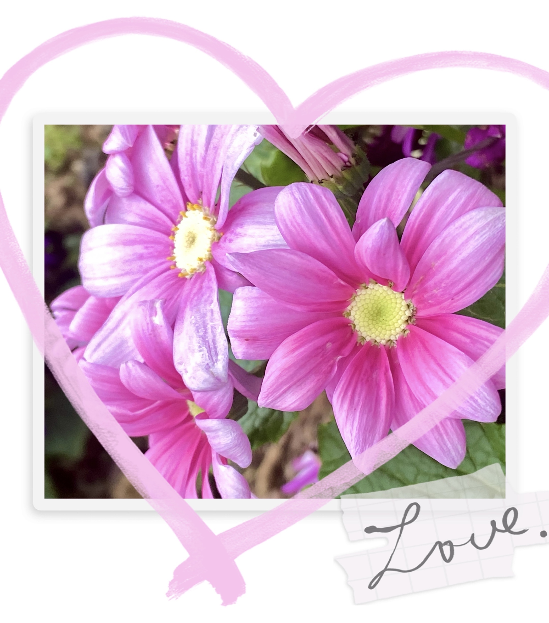 【首发】粉色瓜叶菊