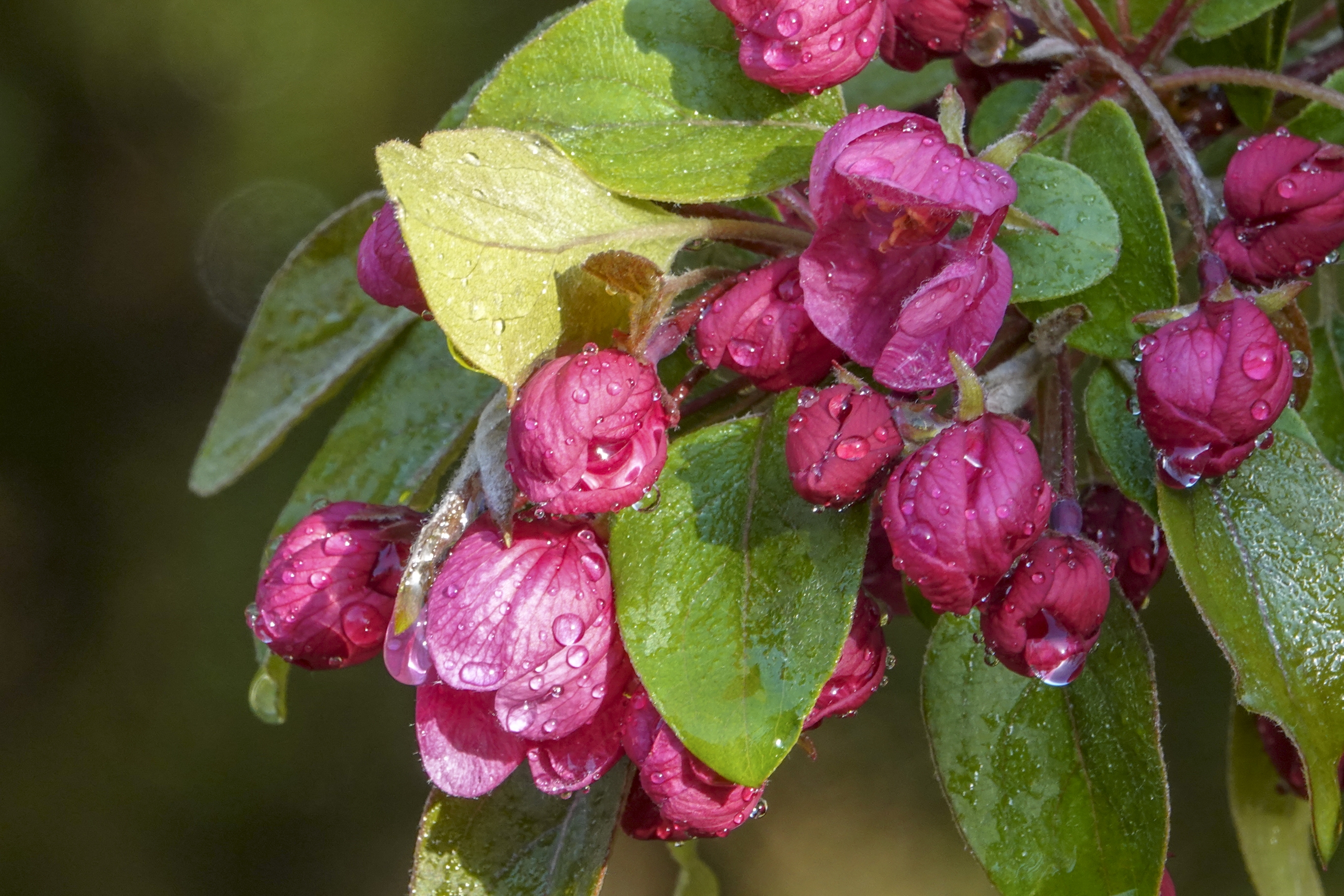 【首发】北美海棠～罗宾逊