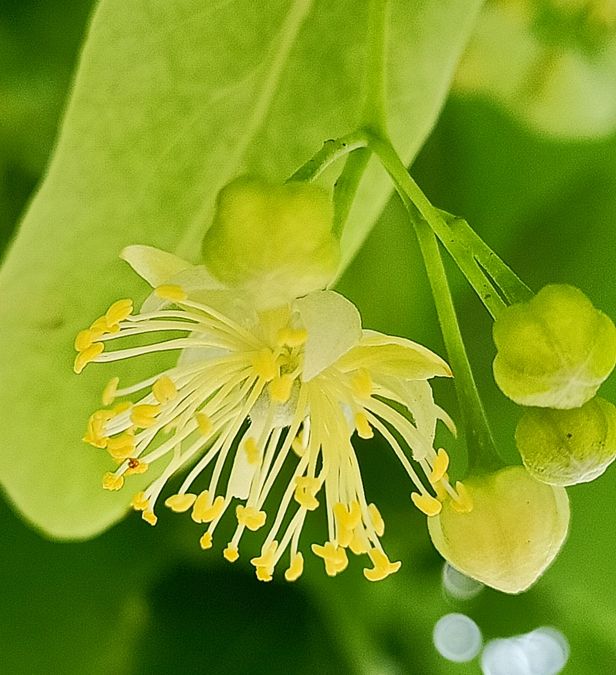 紫椴花【首发】