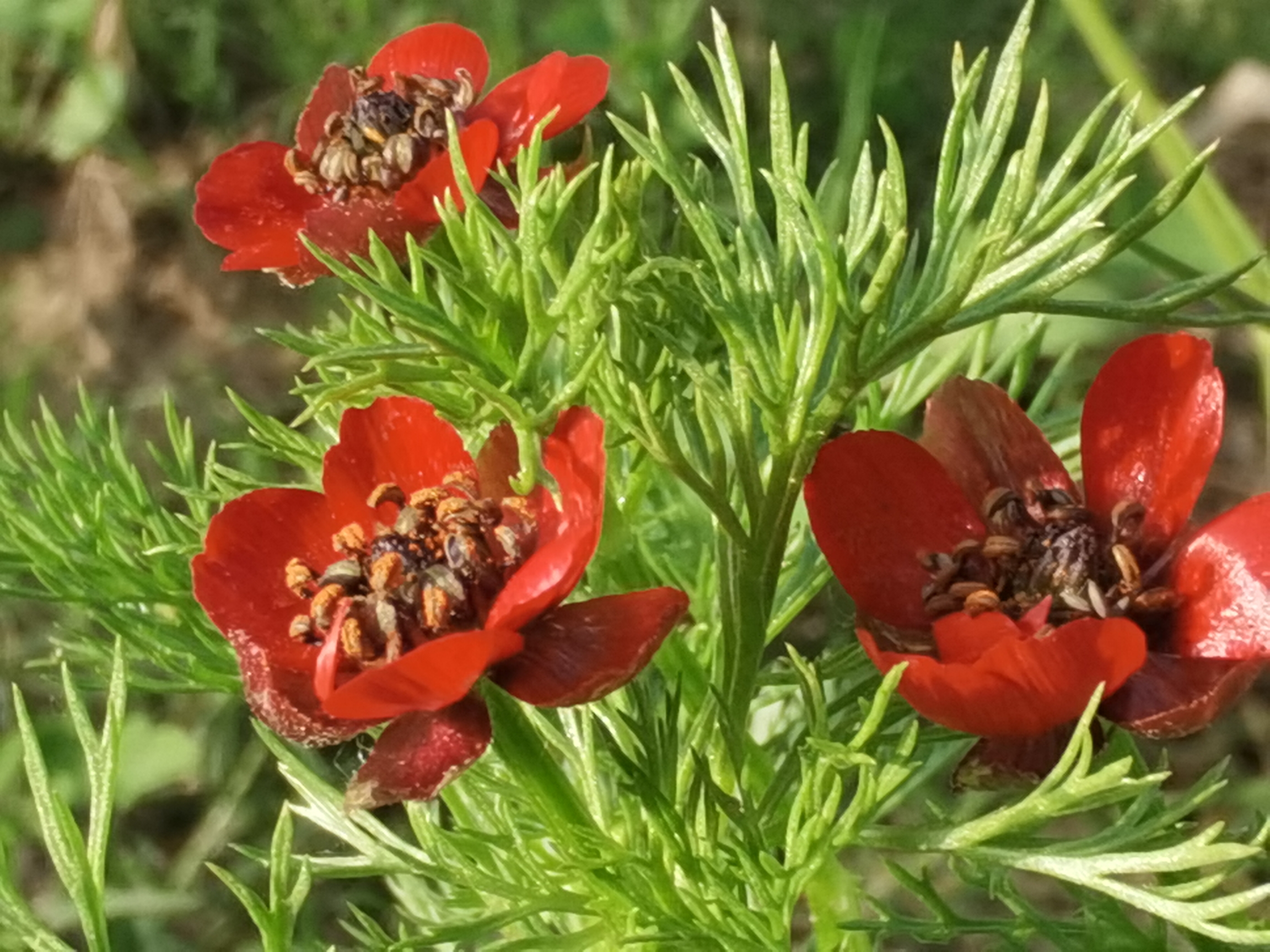 【首发】夏侧金盏花你们认识吗?可好看了