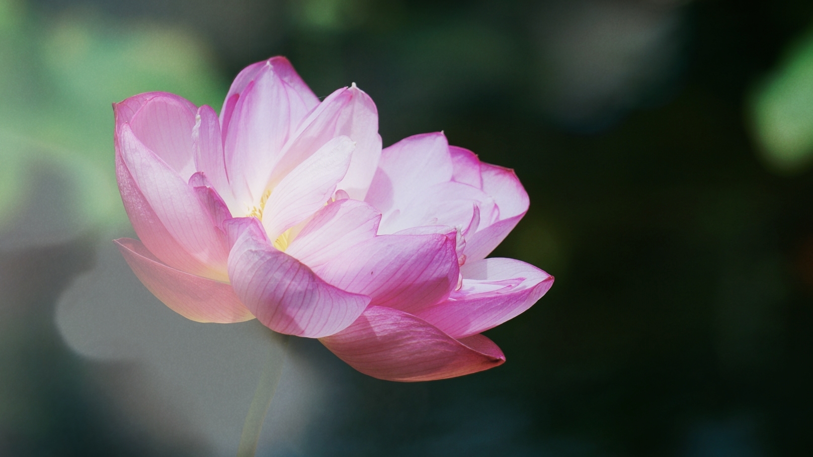 即将来临 这里荷花  阵阵荷香随风而来  唐代诗人王昌龄曰 "荷叶罗裙