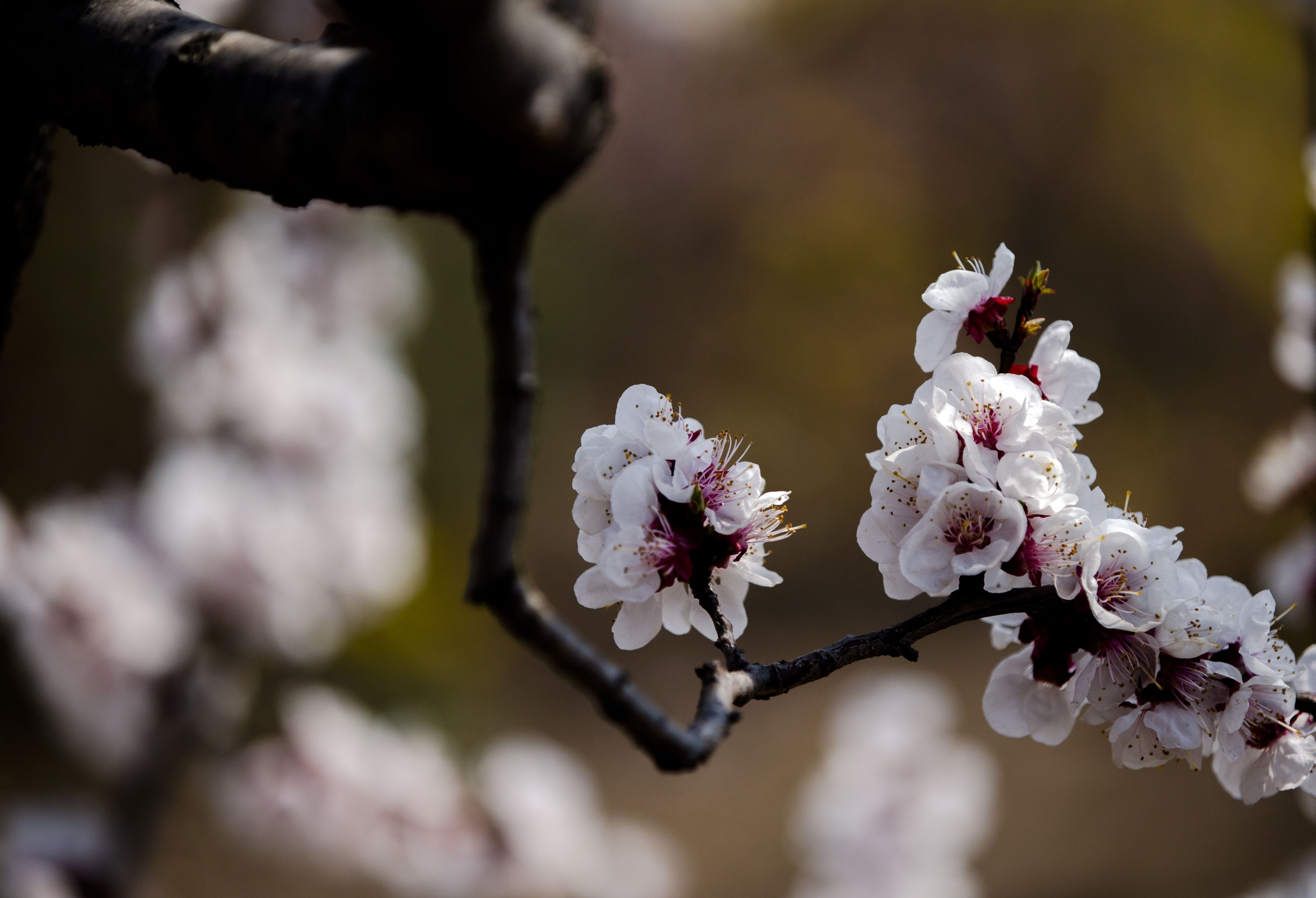 桃花红梨花白杏花黄图片