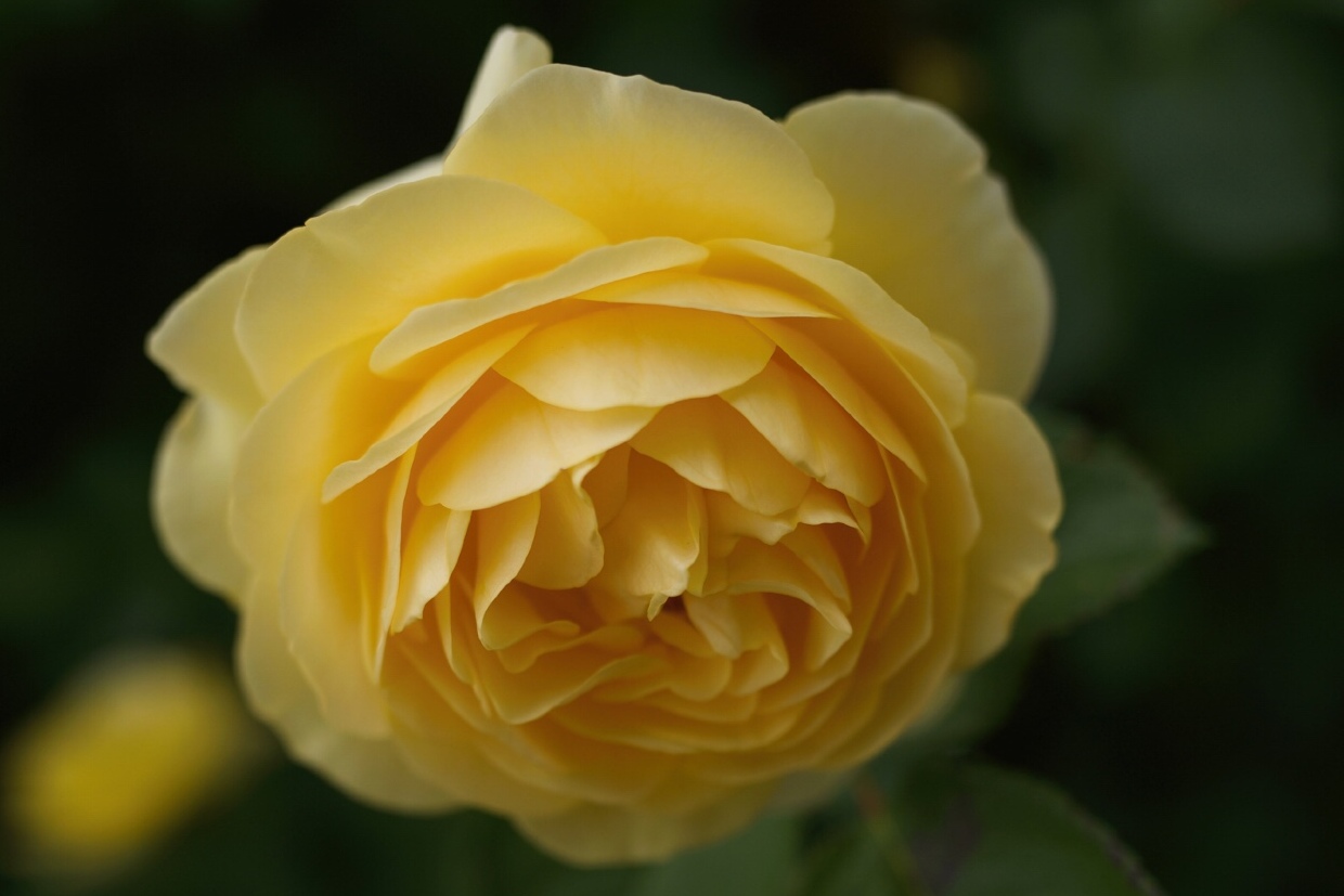 黄月季《首发》