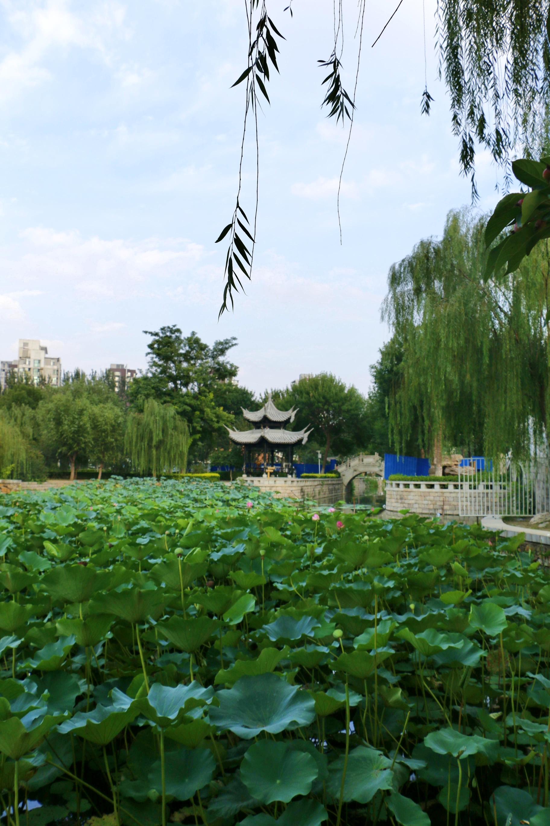 天津长虹生态园原名长虹公园,位于天津市南开区长江道82号.