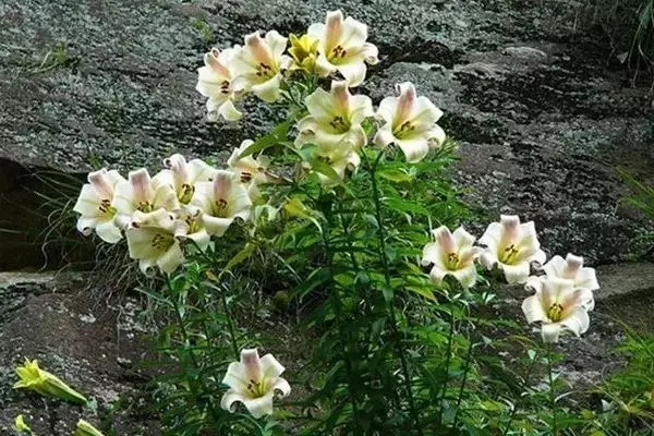 林清玄悬崖上的百合花图片