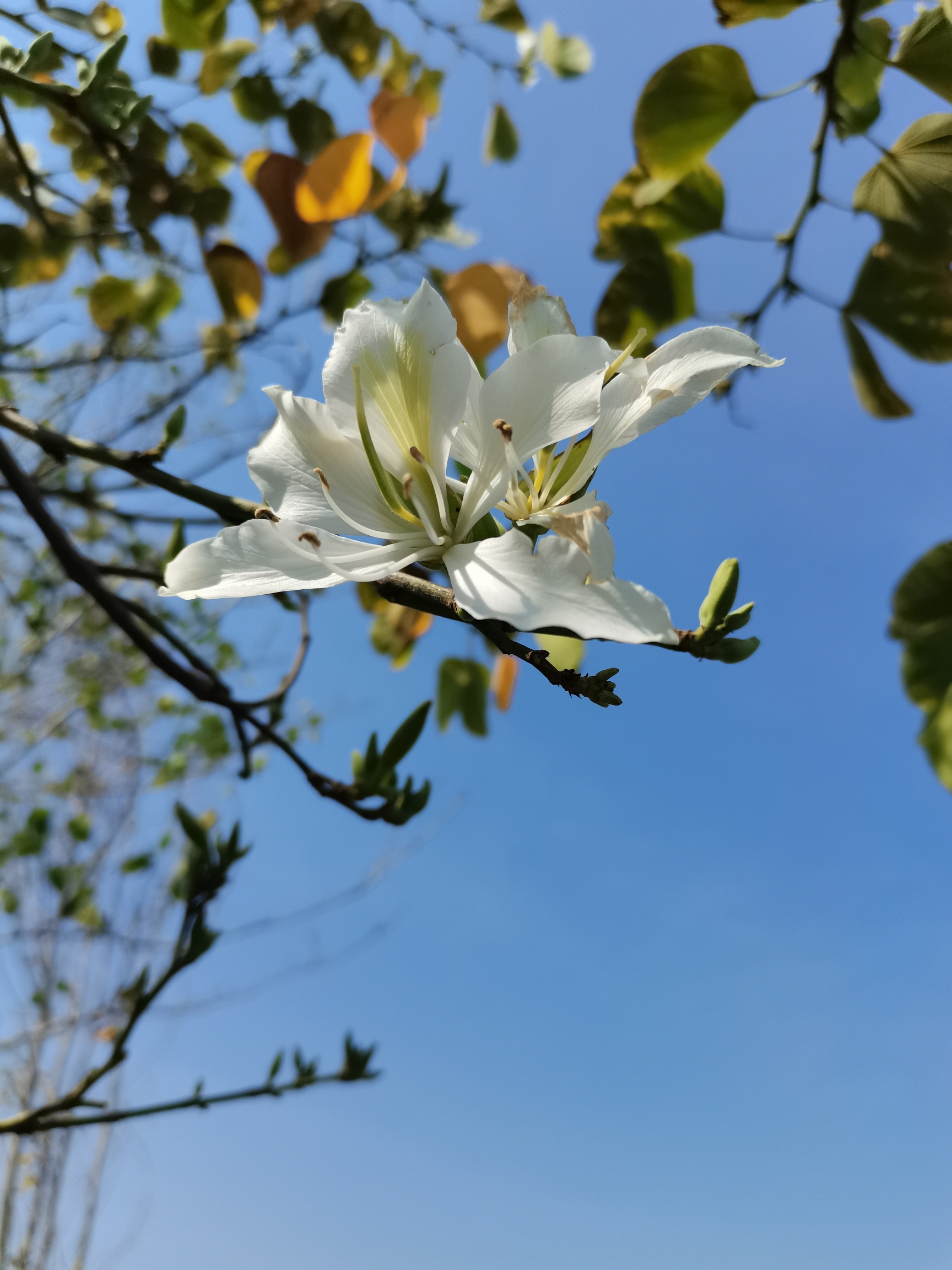 合歡花 白花洋紫荊(洋紫荊)