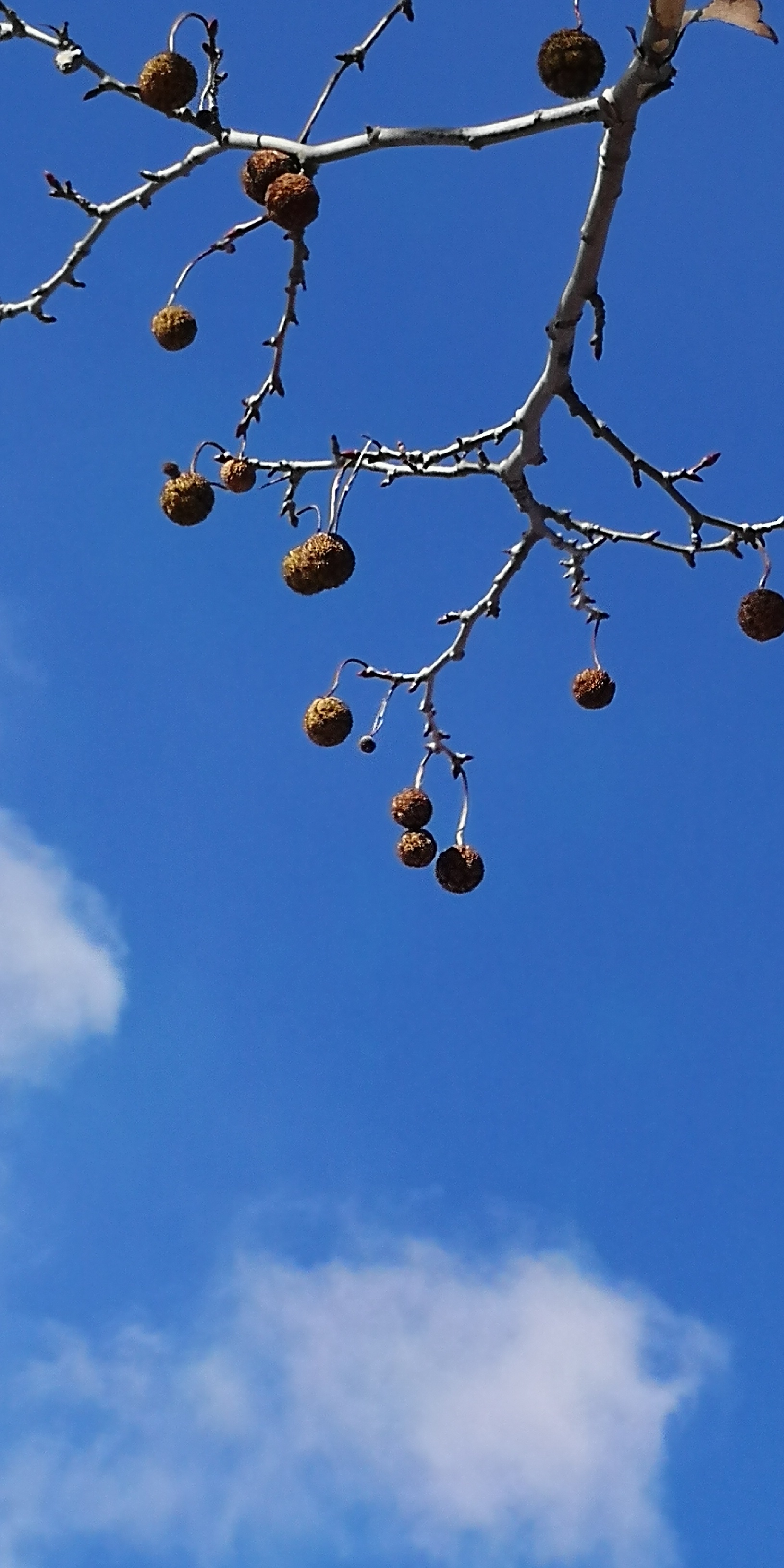 冬日梧桐果二球悬铃木首发